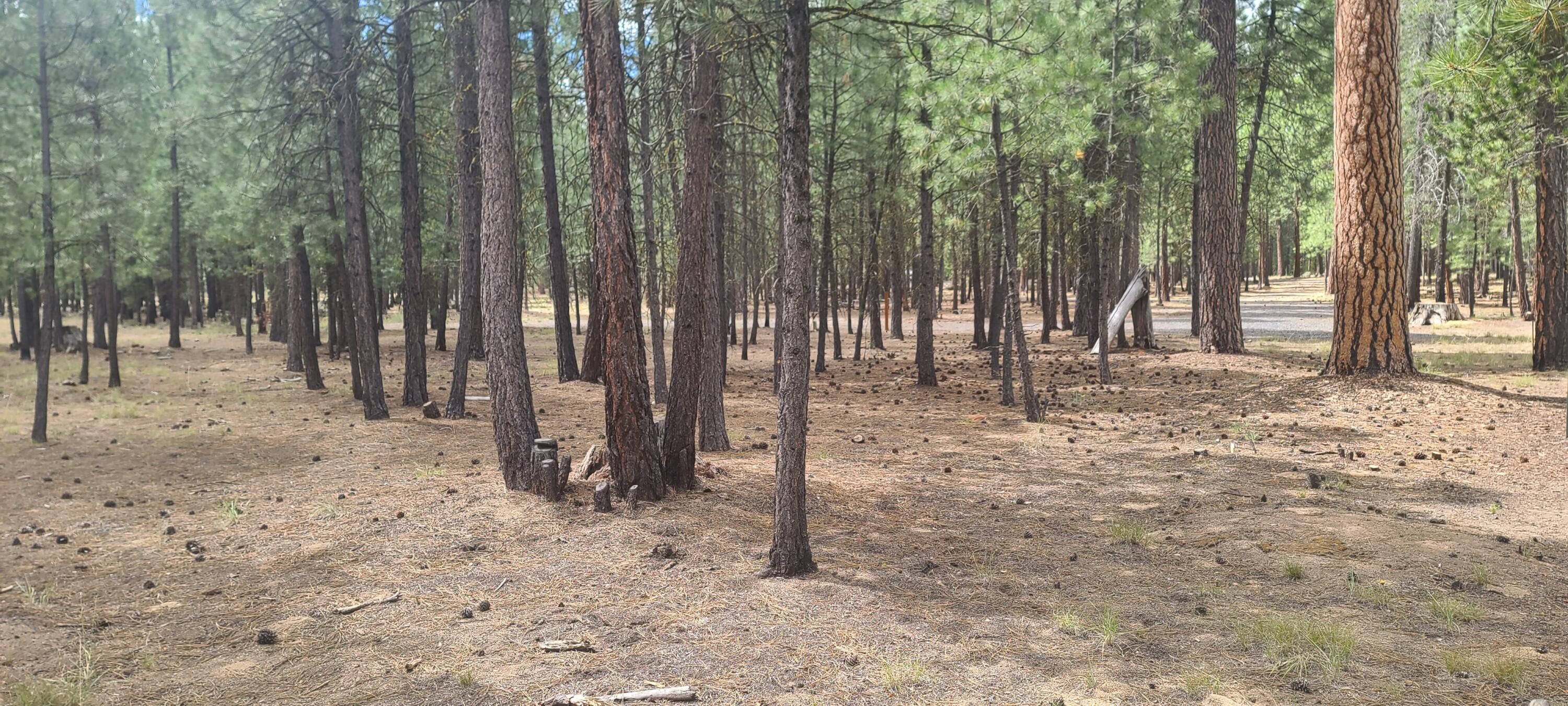 Ponderosa Pines - Land