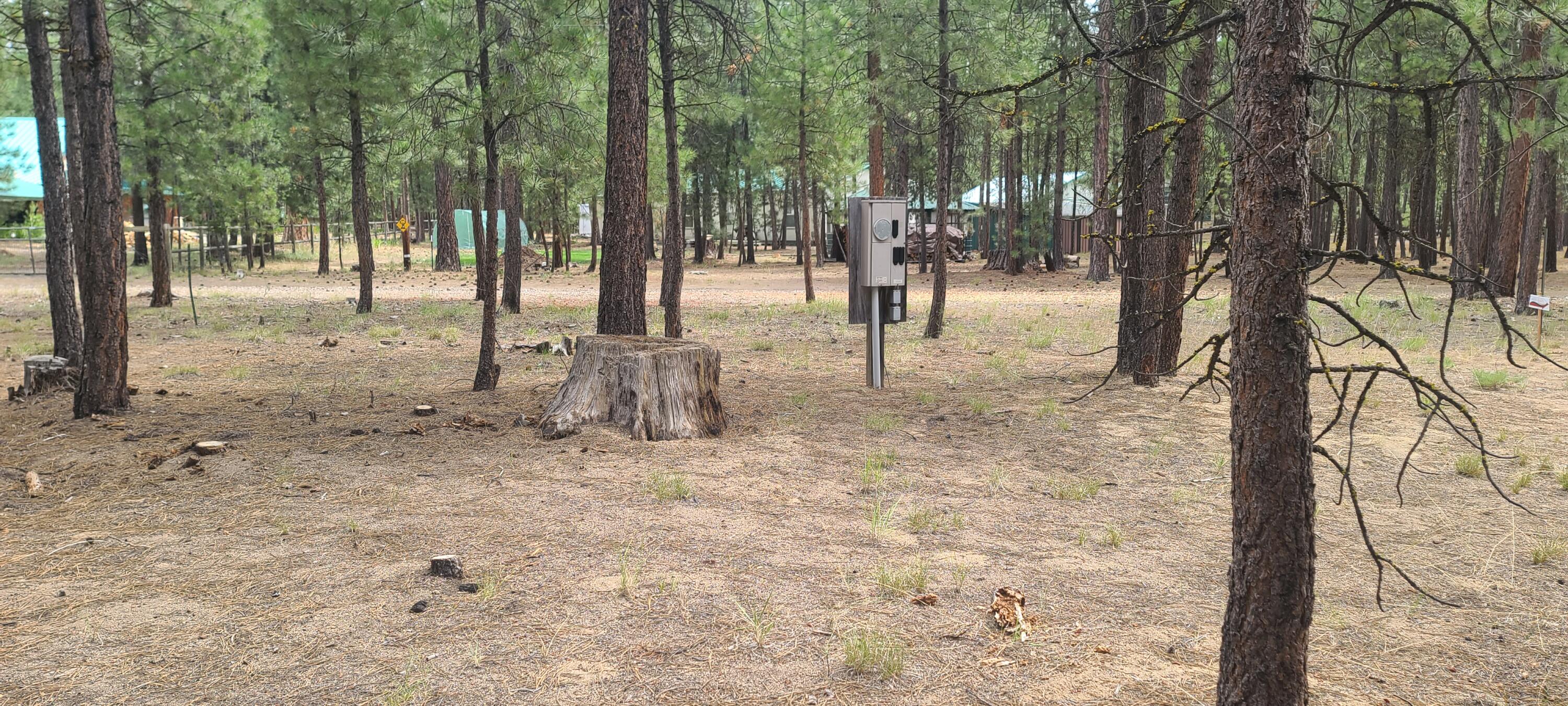 Ponderosa Pines - Land