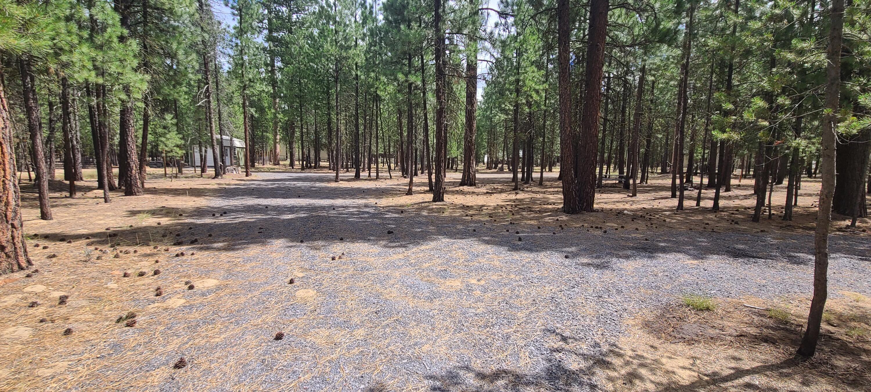 Ponderosa Pines - Land