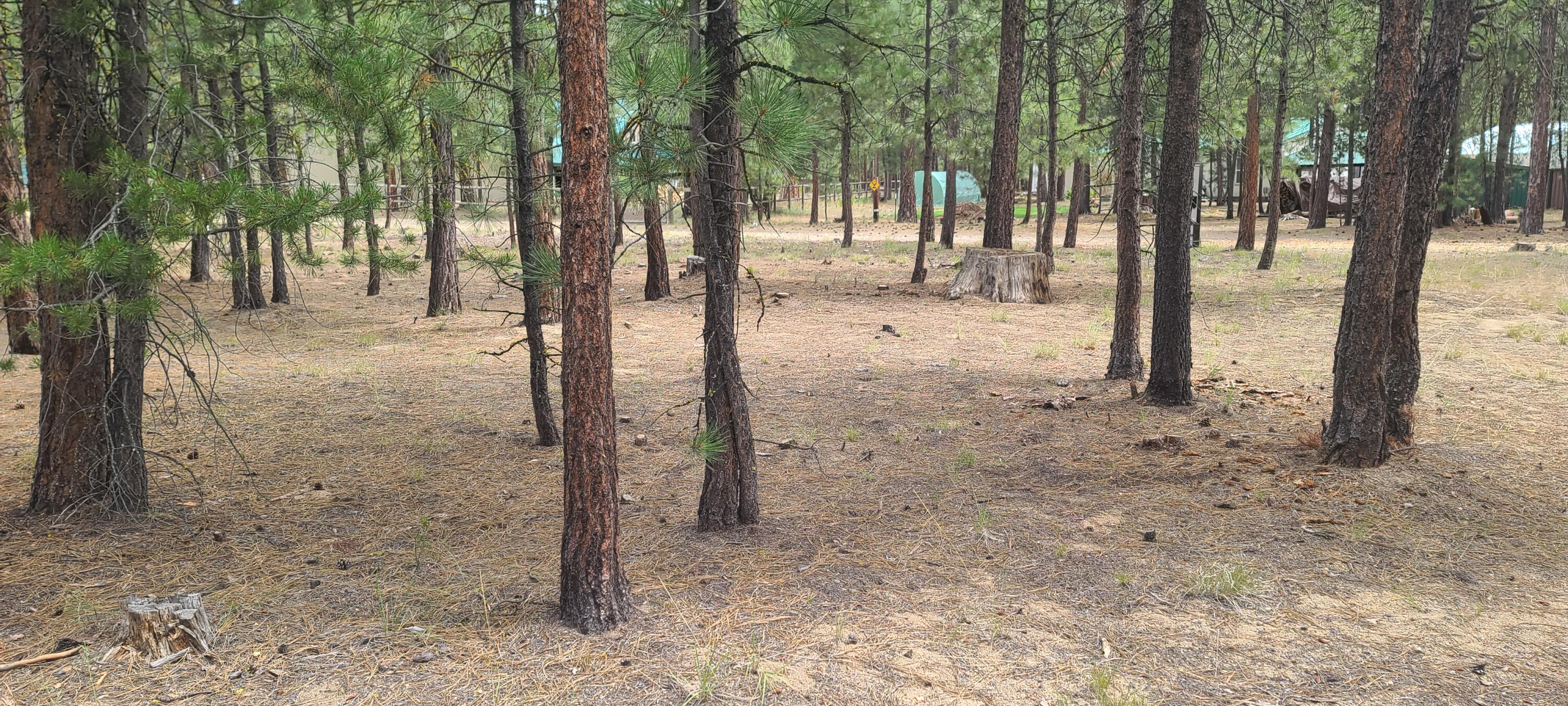 Ponderosa Pines - Land