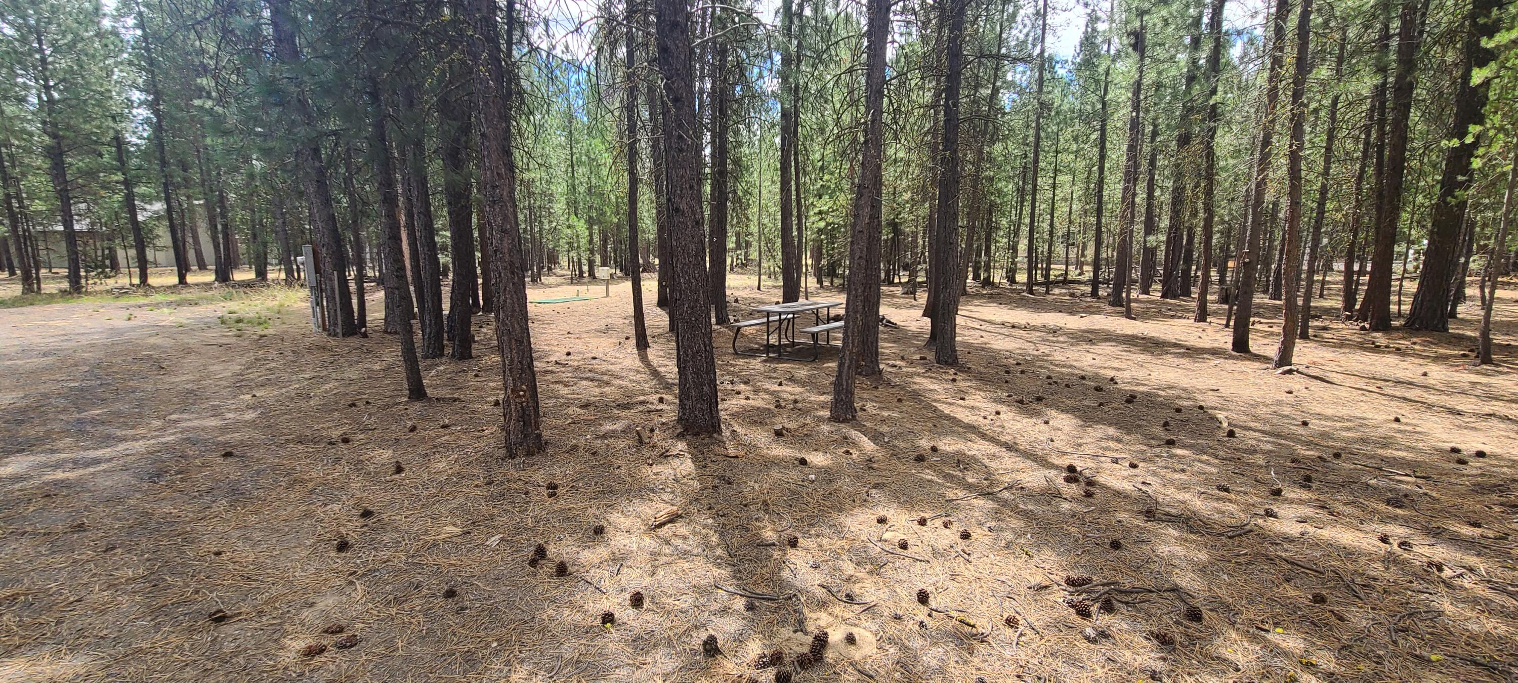 Ponderosa Pines - Land