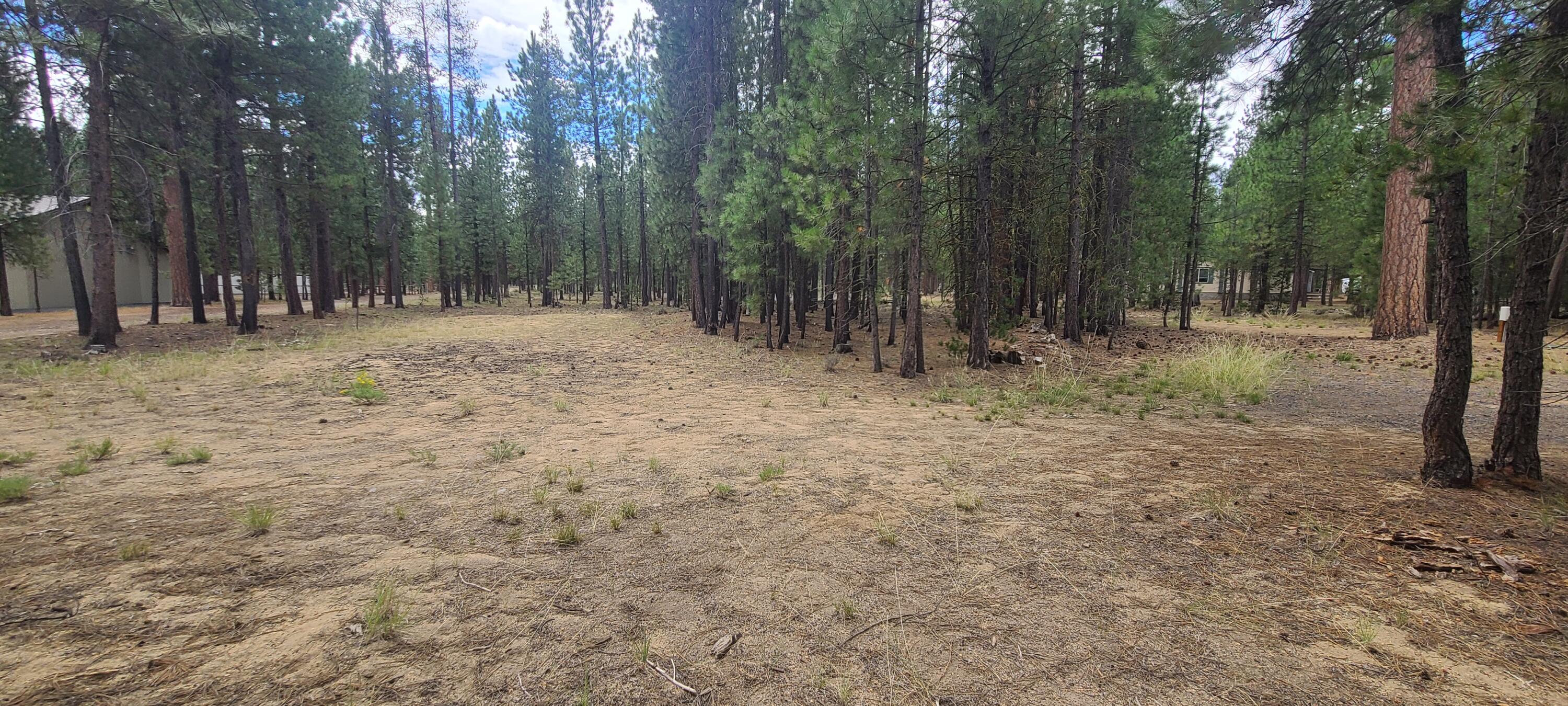 Ponderosa Pines - Land