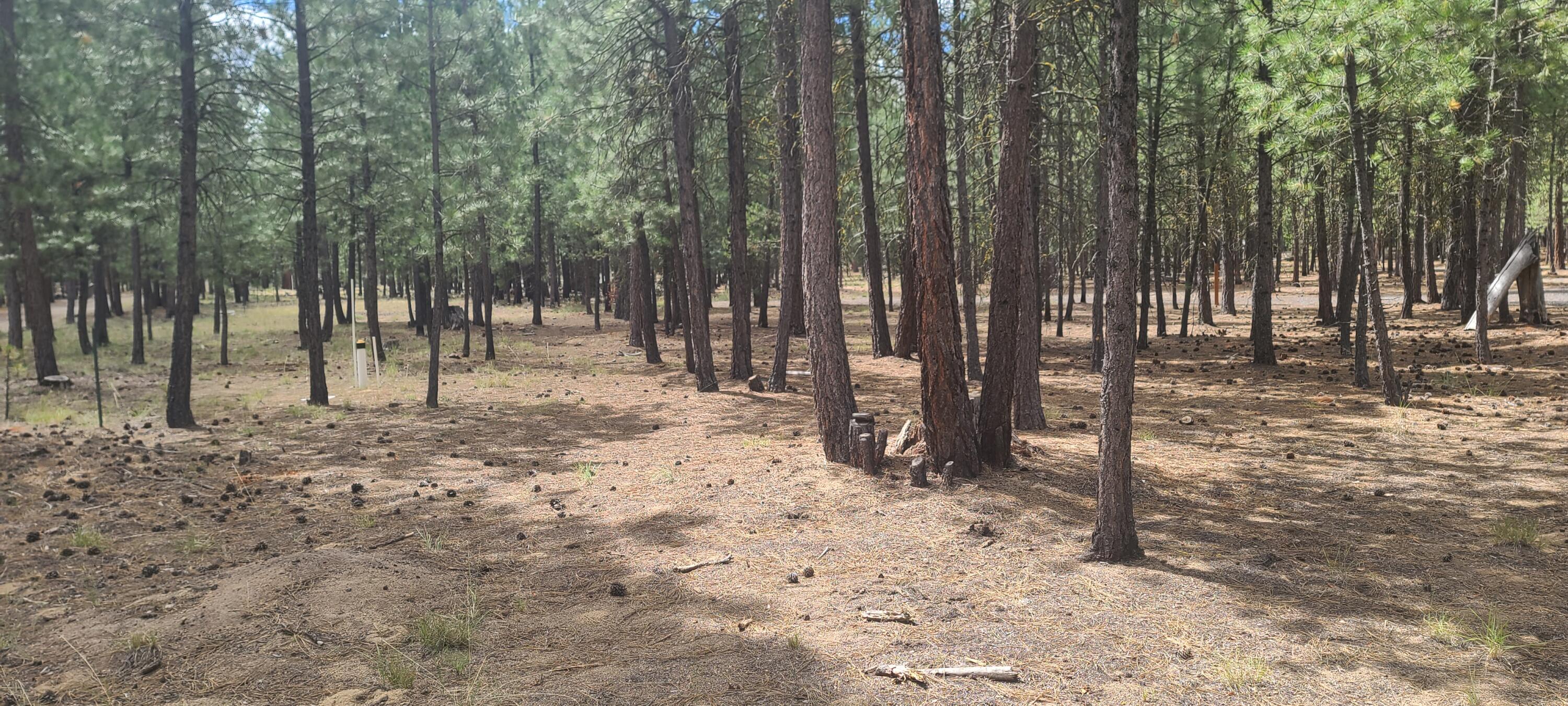 Ponderosa Pines - Land