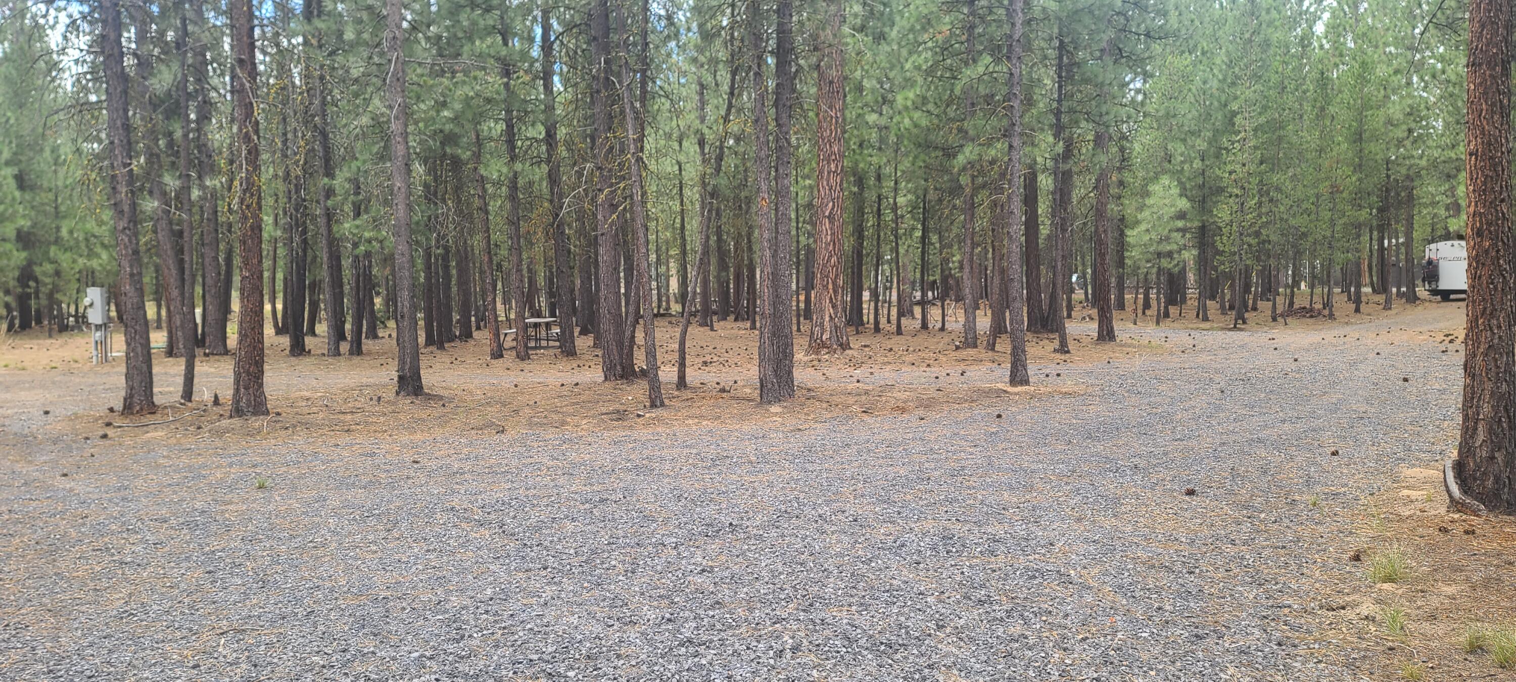 Ponderosa Pines - Land