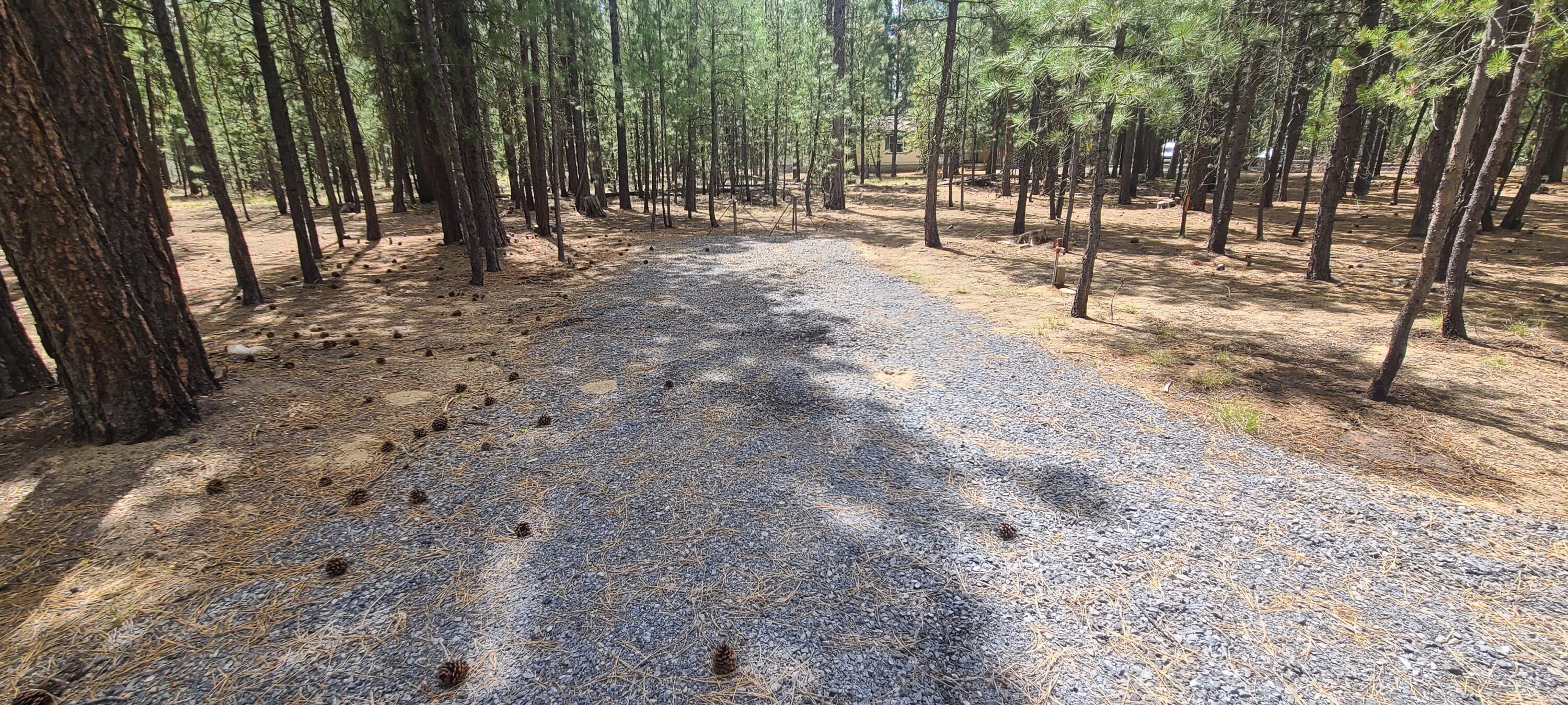 Ponderosa Pines - Land