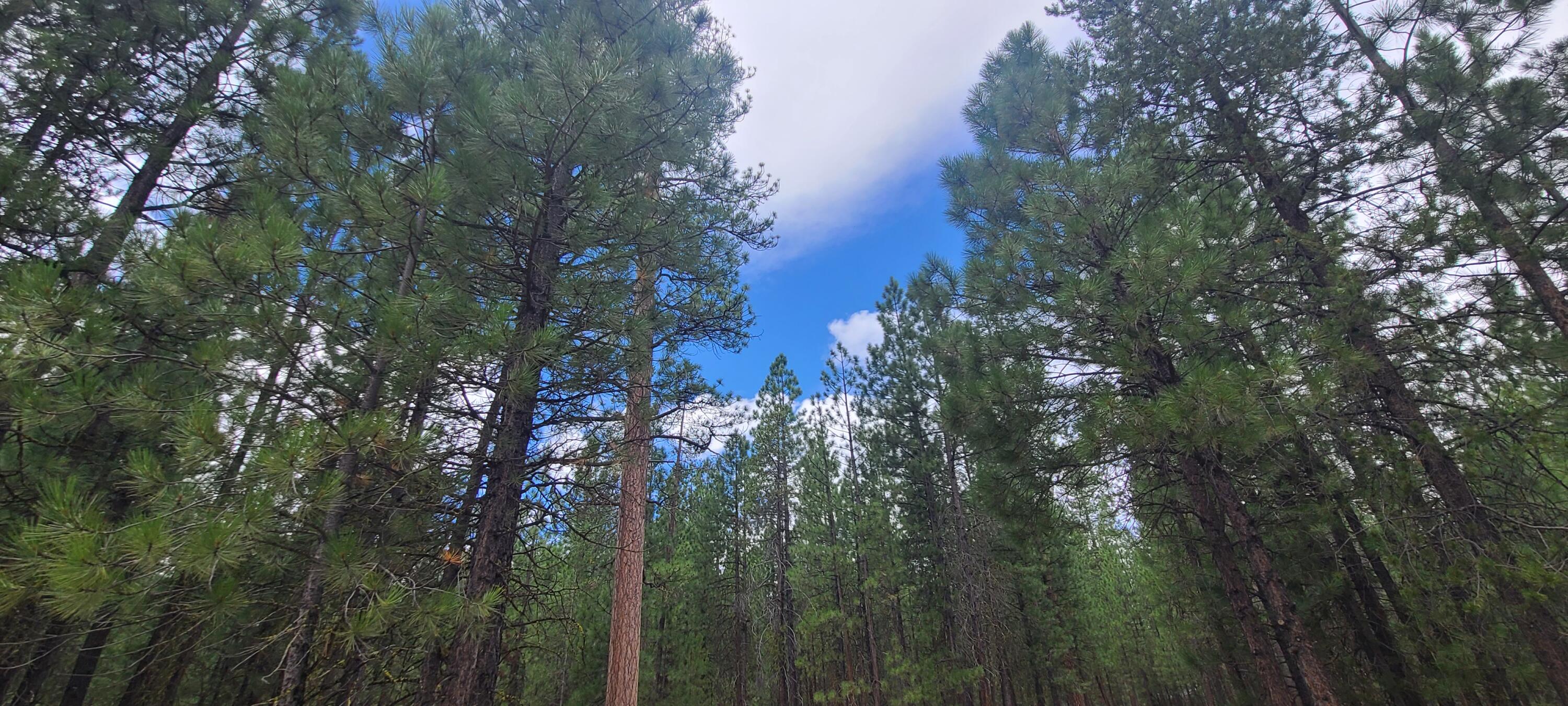 Ponderosa Pines - Land