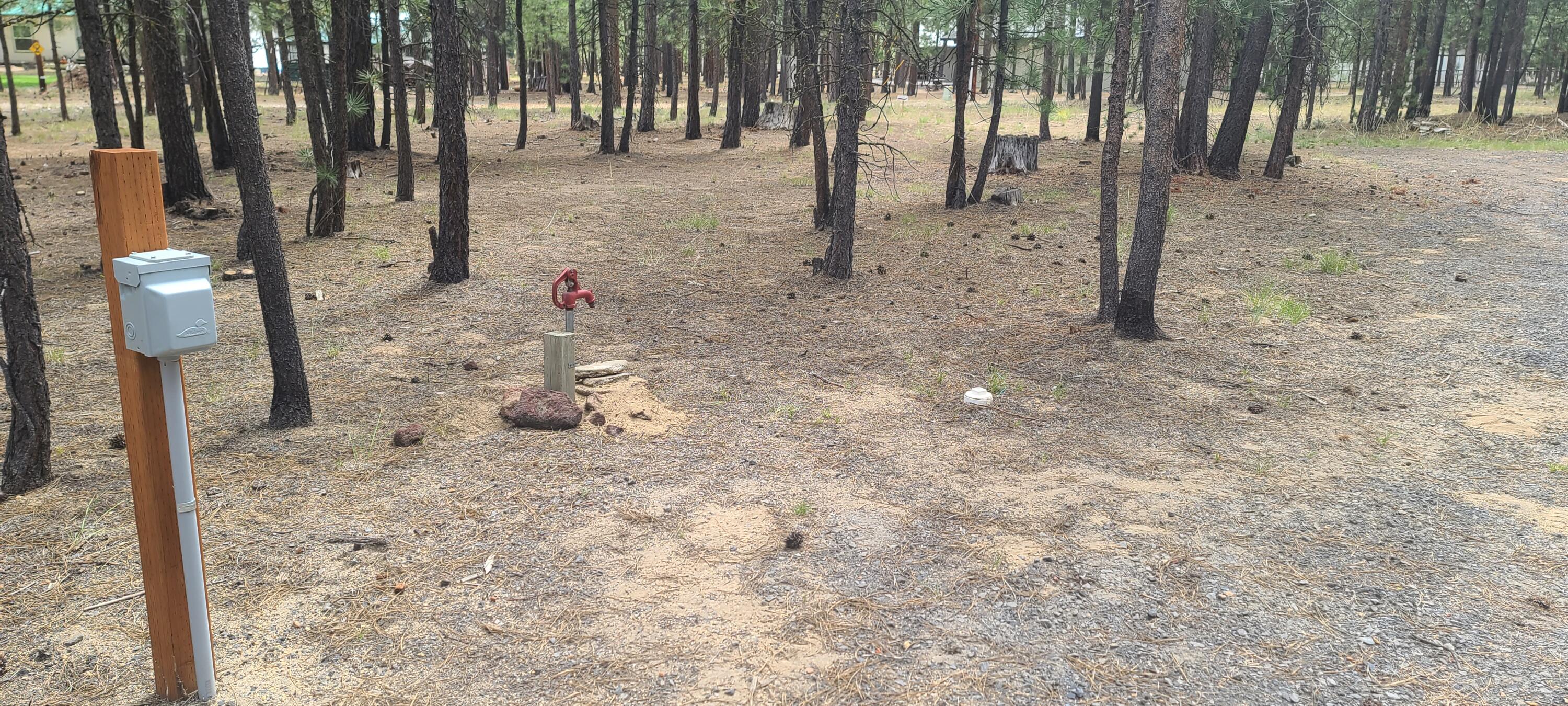 Ponderosa Pines - Land