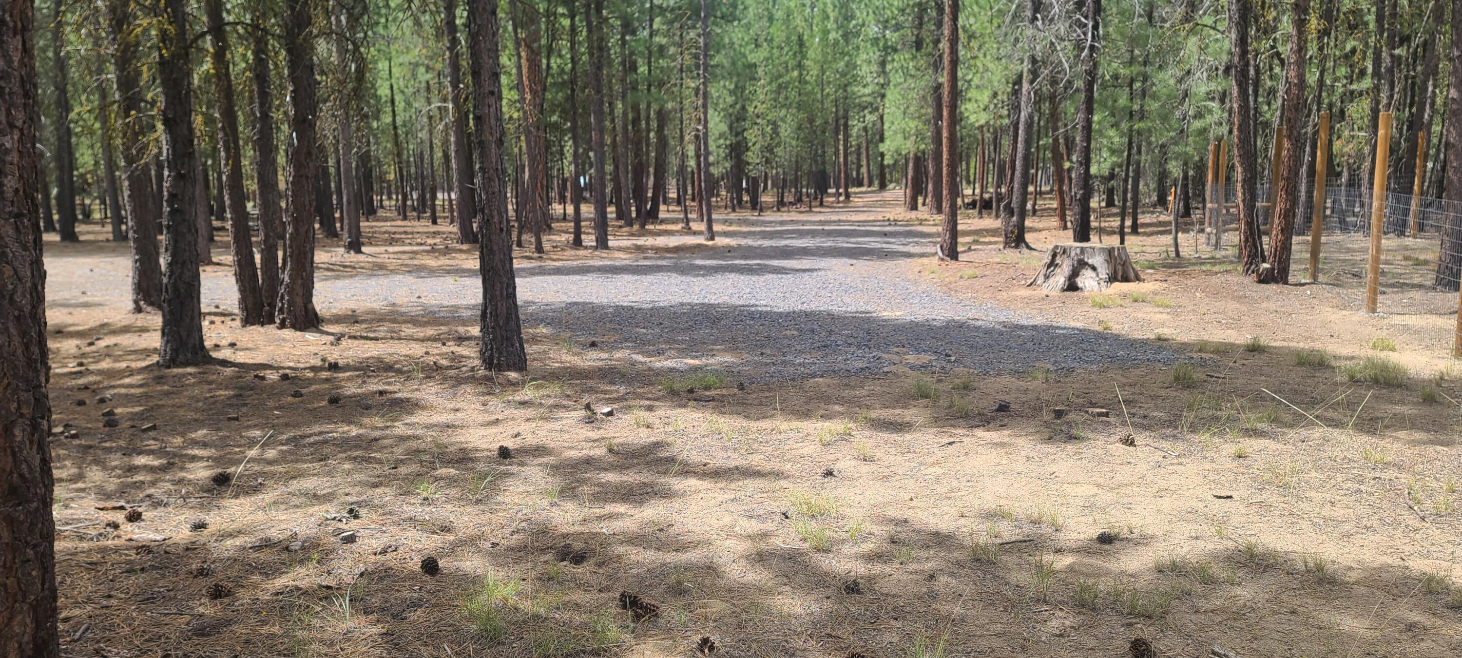 Ponderosa Pines - Land