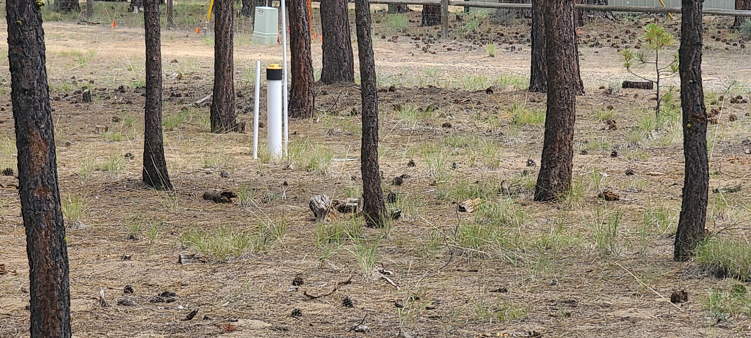 Ponderosa Pines - Land