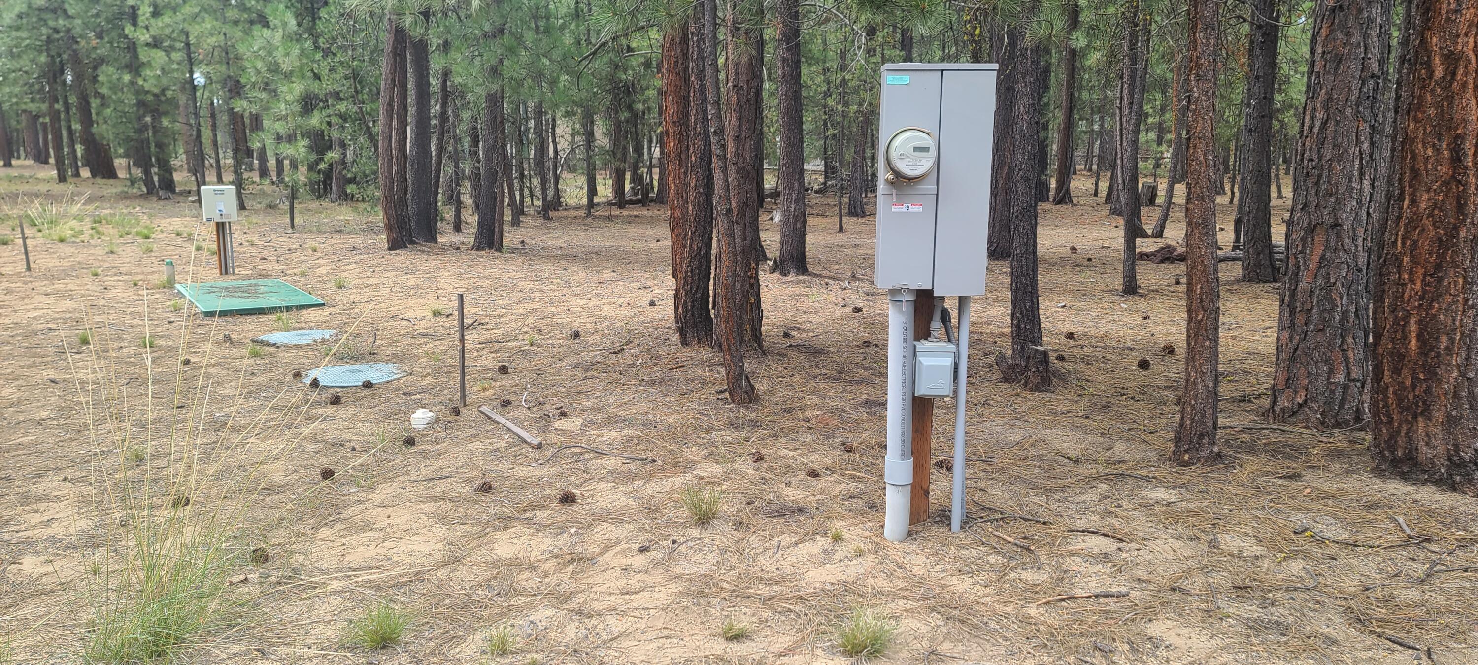 Ponderosa Pines - Land