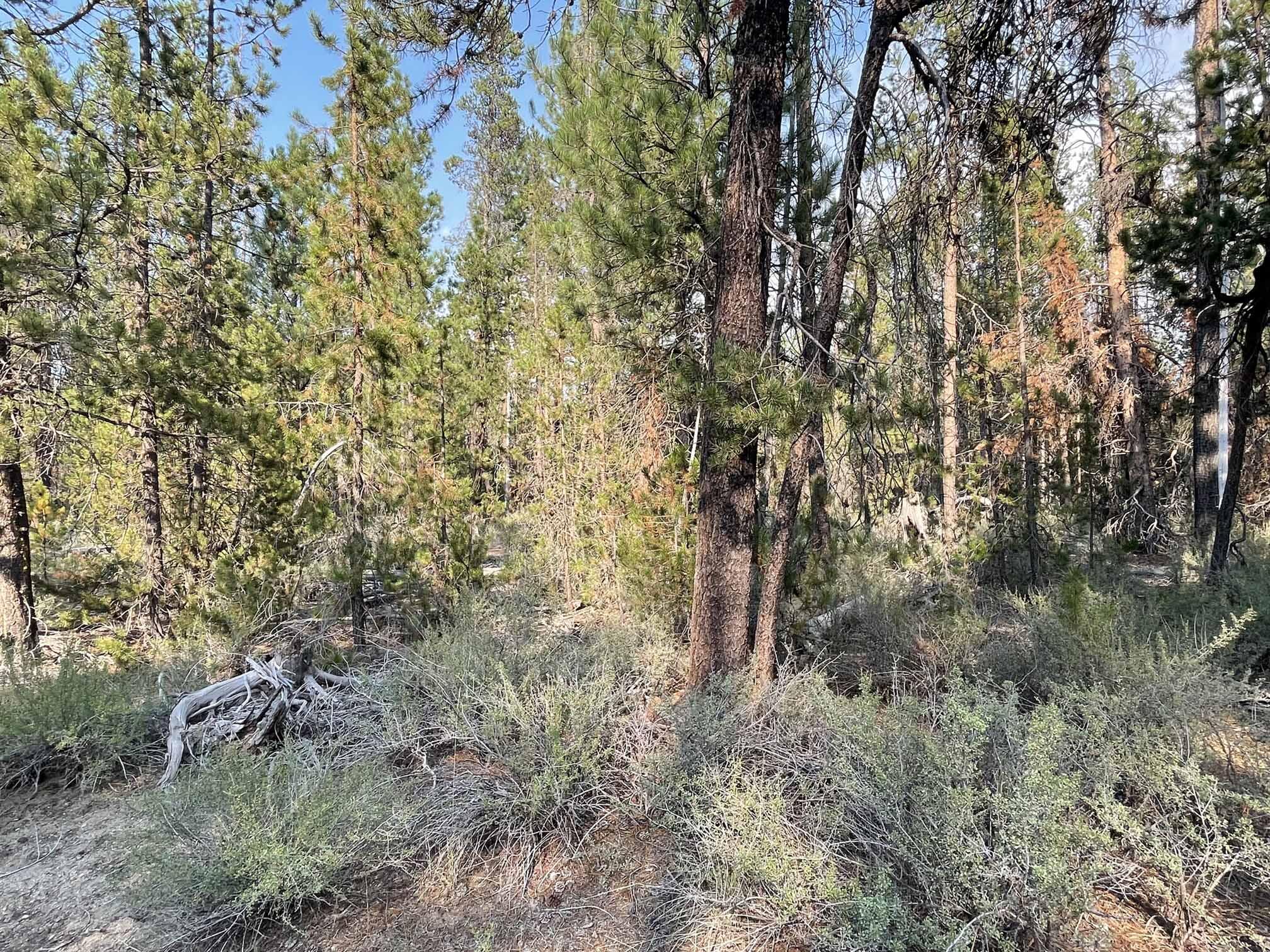 Roberts' River Acres - Land