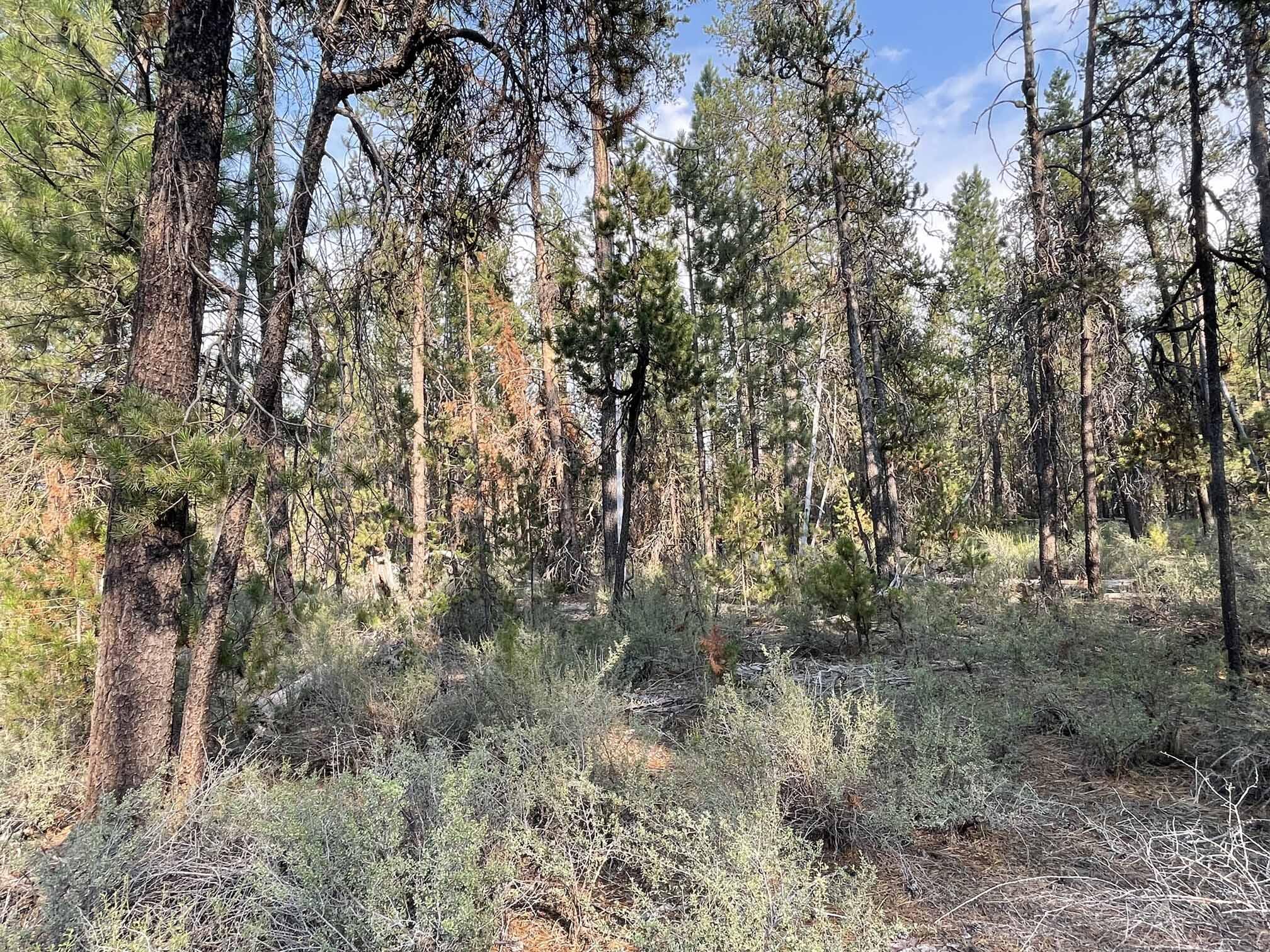 Roberts' River Acres - Land