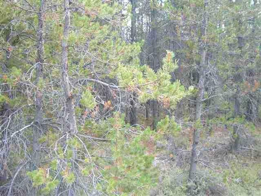 Secluded Parcel With Power Lines Across The Road. Level With Lots Of Timber