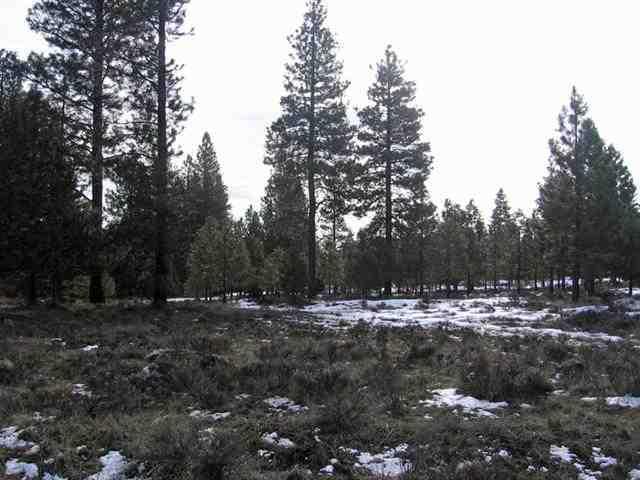 Misty Mountain - Land