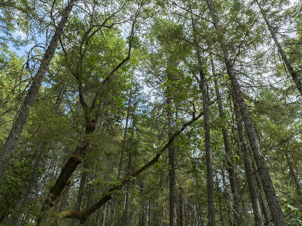 Thornbrook Subdivision - Land