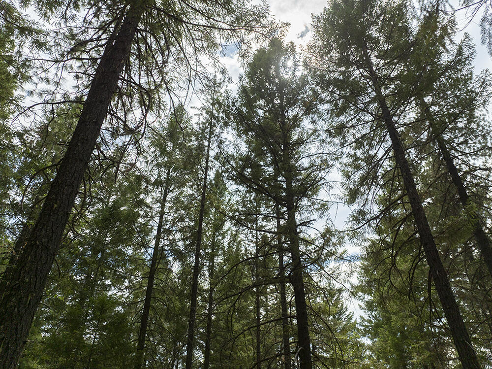 Thornbrook Subdivision - Land