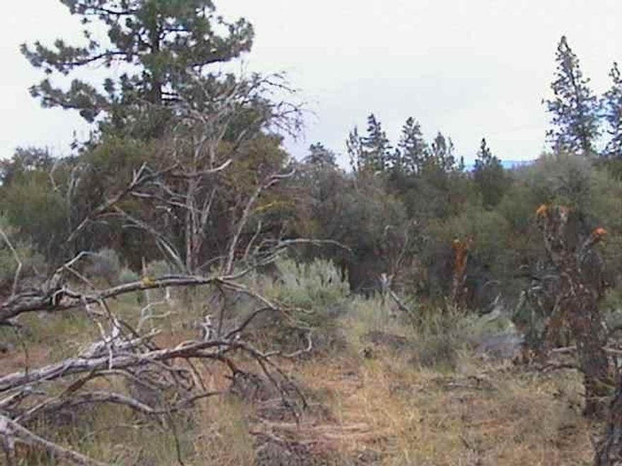 3 Individual Parcels Adjoining To Make Approximately 7.91 Acres In The Pines In The Bonanza Area.
