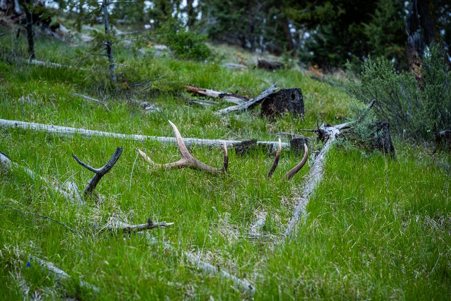 The Hale Cabin property is a diverse hunting ranch that sits in the heart of the Northside hunting unit.  The property has mature timber, mountain mahogany, quaking aspen, juniper, sage and boasts over 2 miles of Cummings Creek running through it year round.  In addition to the live water, the property has numerous springs scattered across the landscape.  The ranch has elk, mule deer, black bears, cougars, bobcats, turkeys and grouse throughout it.  The property has a nice cabin that sits on the east side of the ranch at the edge of Cummings Creek.  It's off grid, but has modern amenities that make it very comfortable as a base camp.  The cabin is 884 SF and has three bedrooms, a kitchen, living room and a bathroom.  The Hale Family has enjoyed decades of hunting on this unique property and have decided it is time to let someone else enjoy it.  Truly a property that offers most of Eastern Oregon's finest.