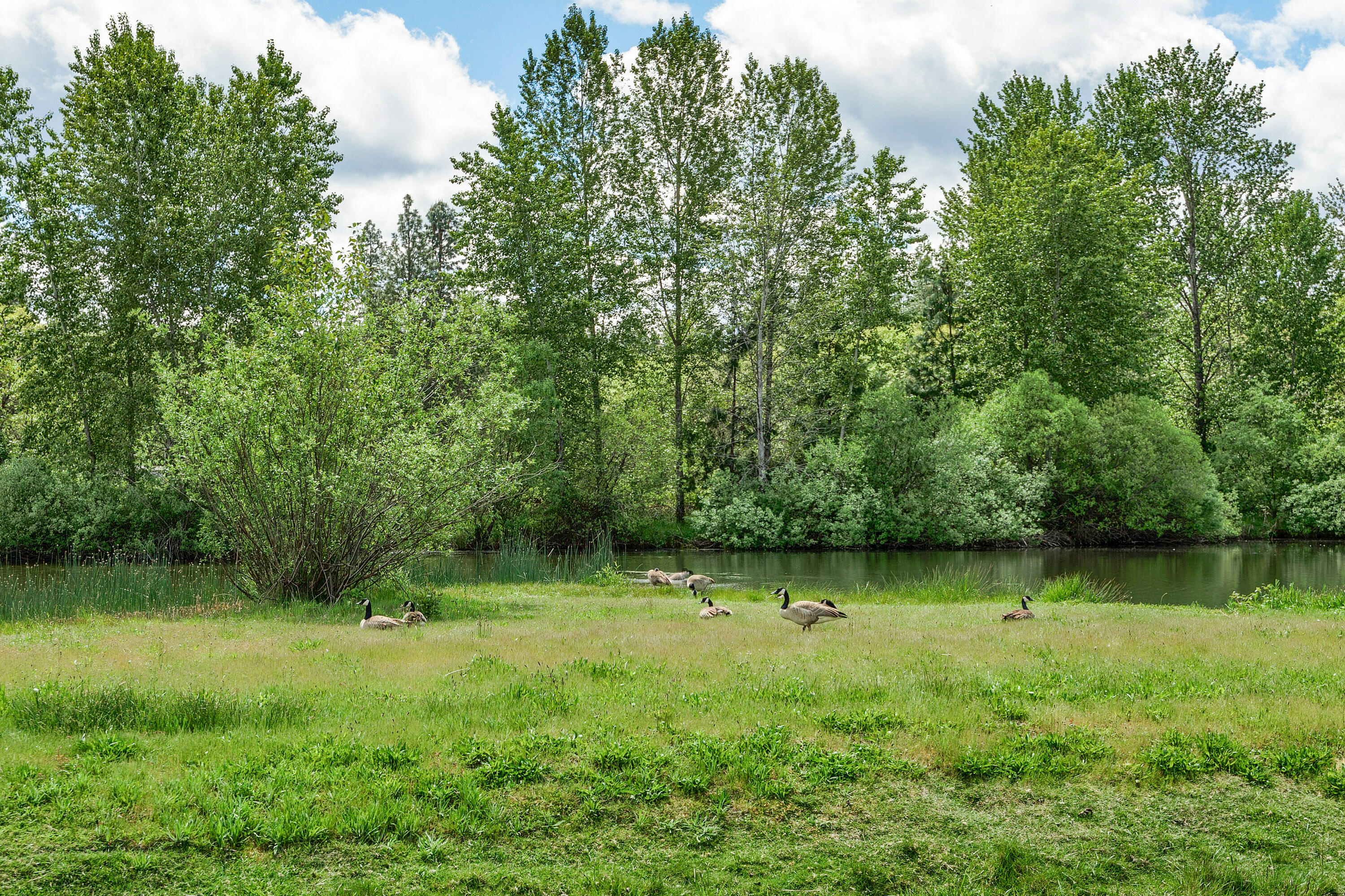 Ponderosa Ridge Estate - Residential