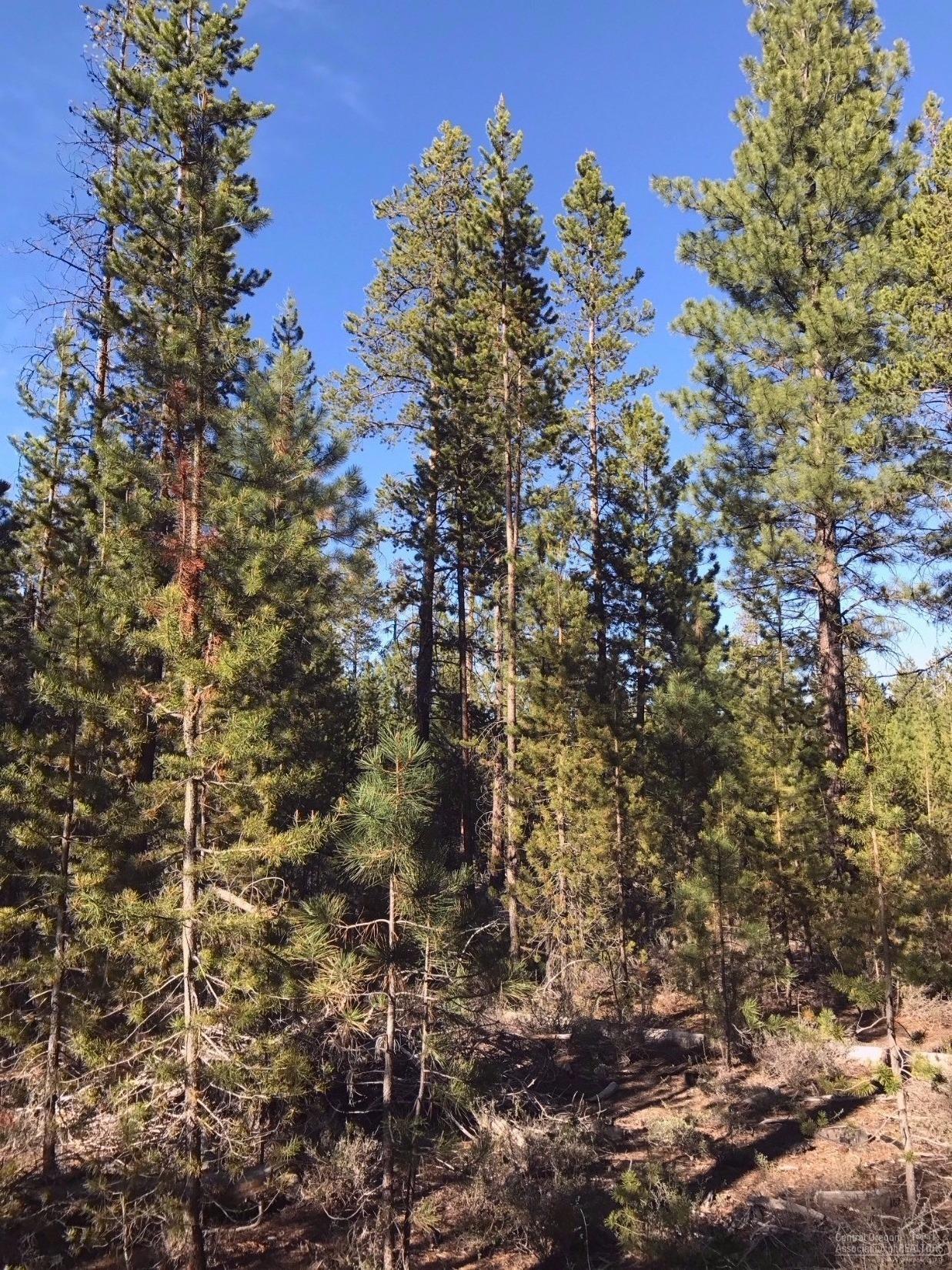 Wagon Trail Acreages - Land