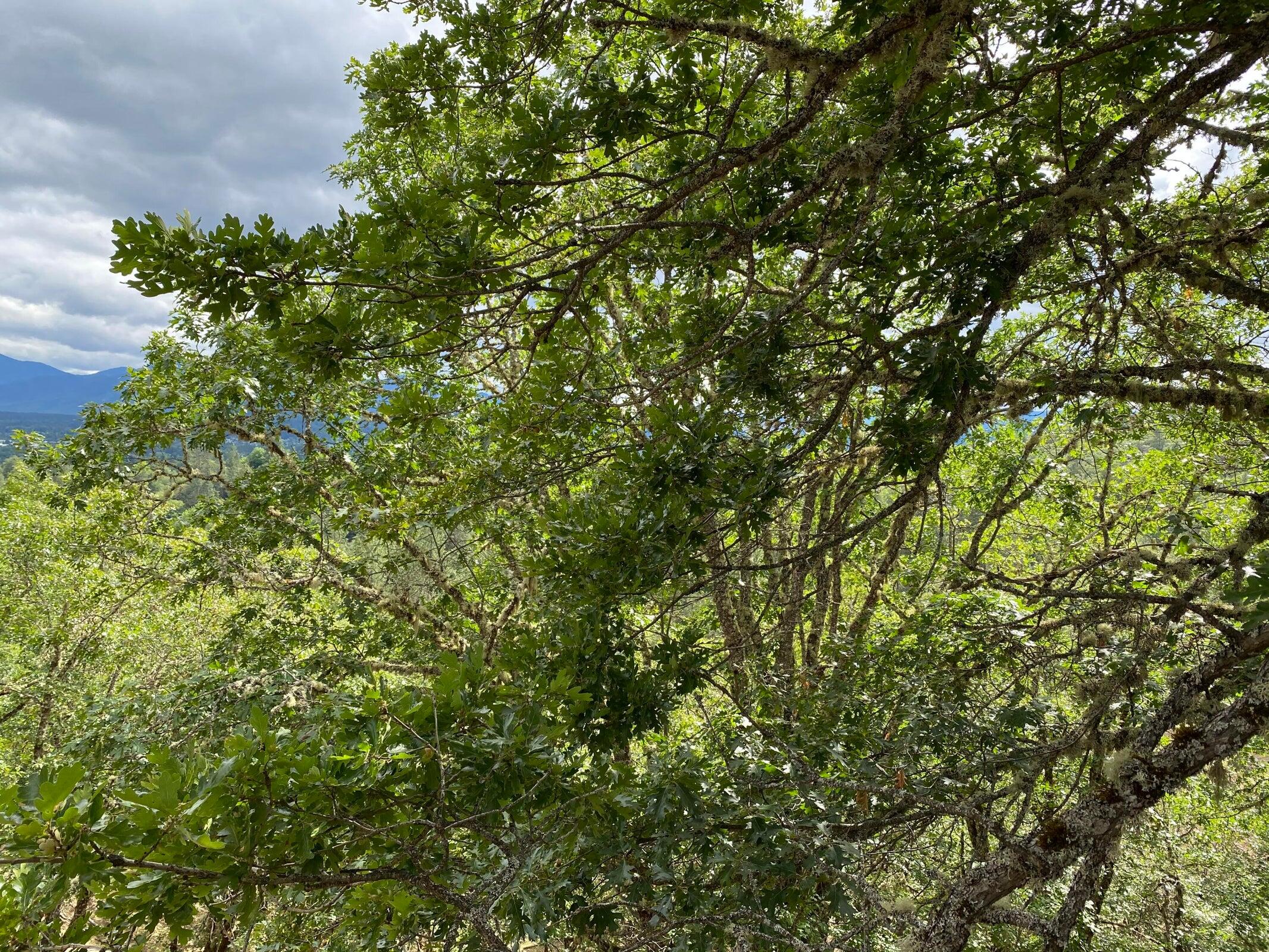 Starlite Subdivision - Land