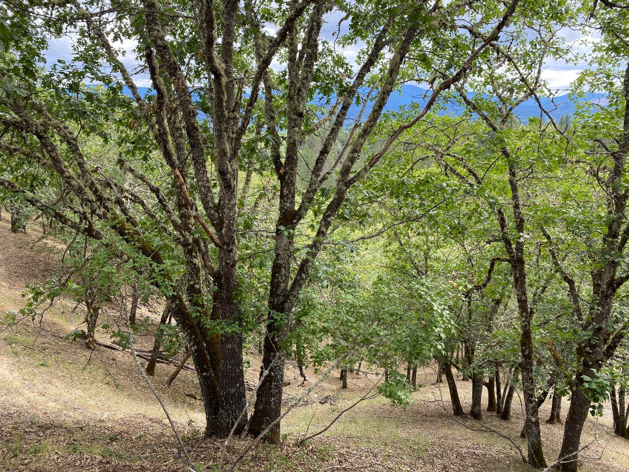 Starlite Subdivision - Land