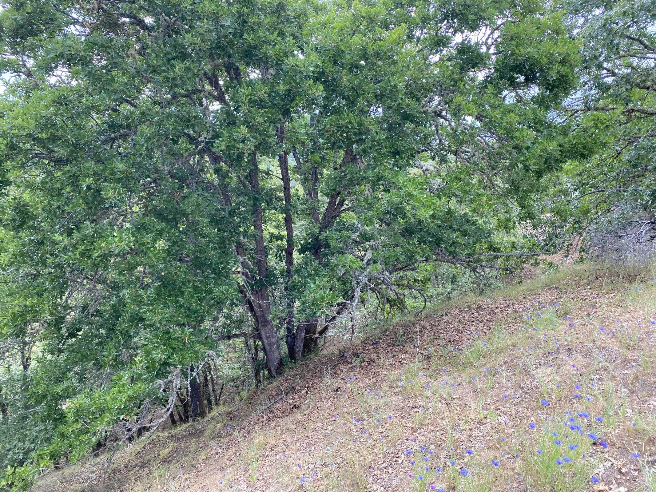 Starlite Subdivision - Land