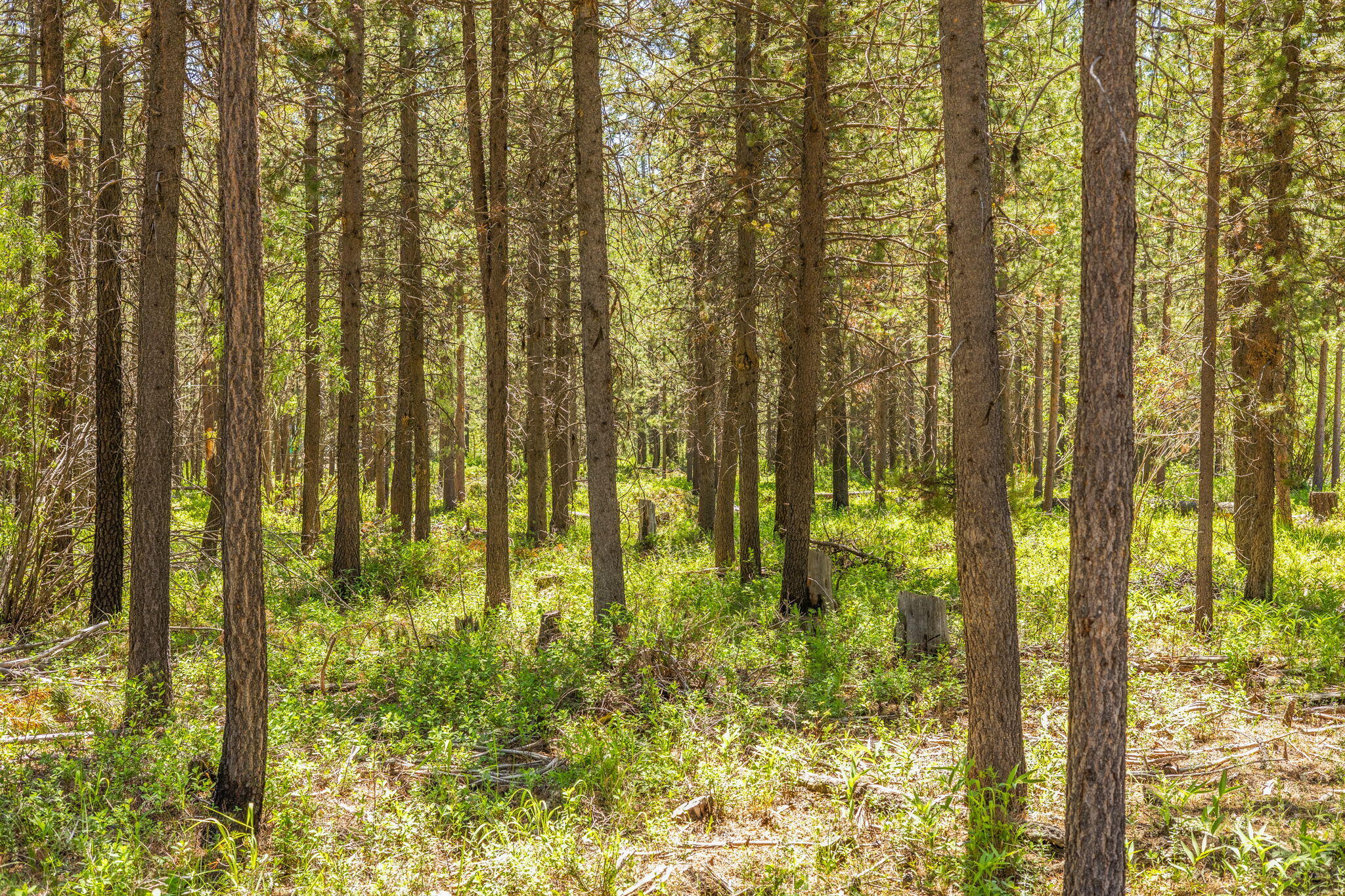 Bend, Oregon 97707, United States, ,Land,Active,157883