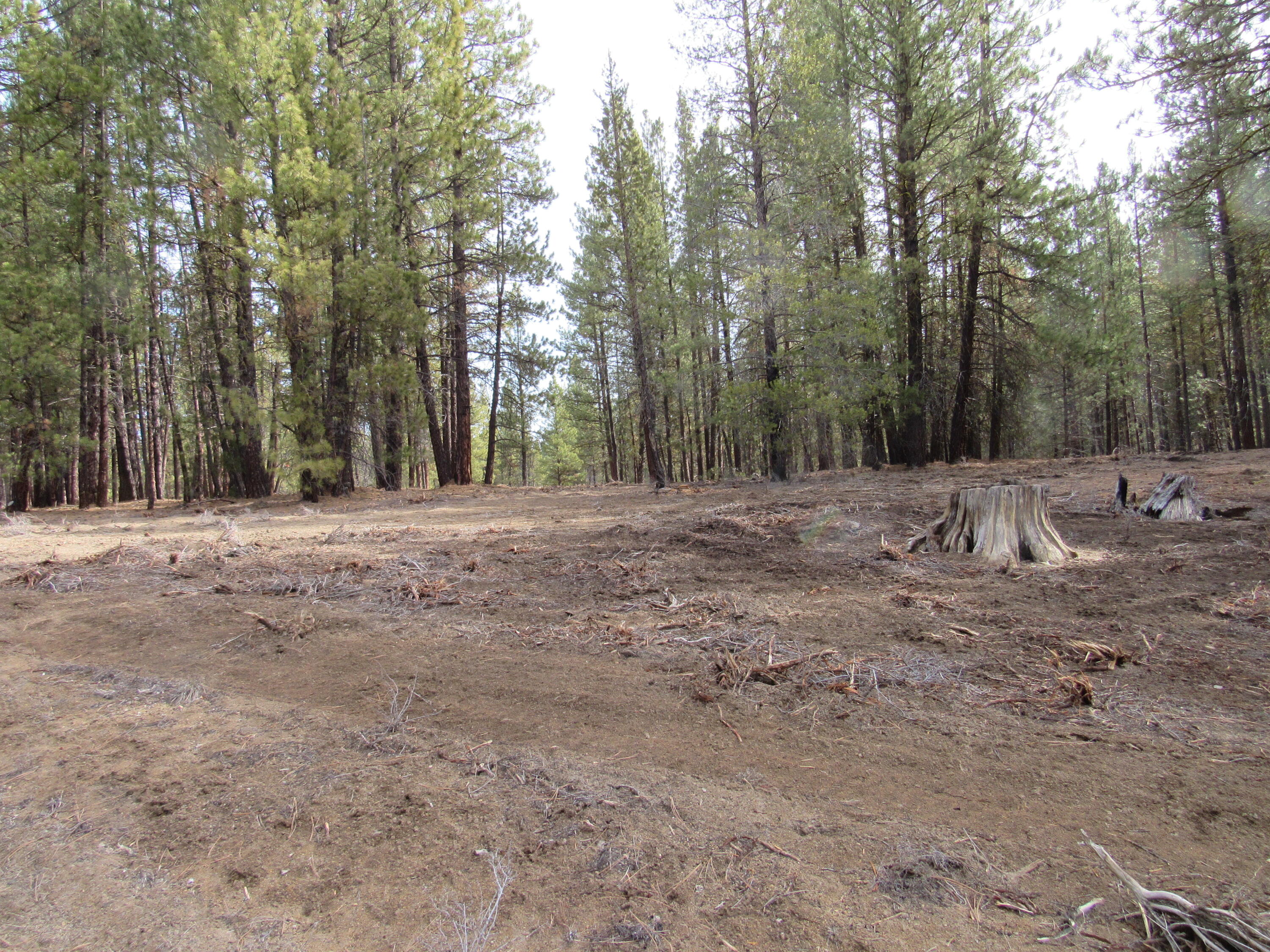 Sprague River Pines - Land