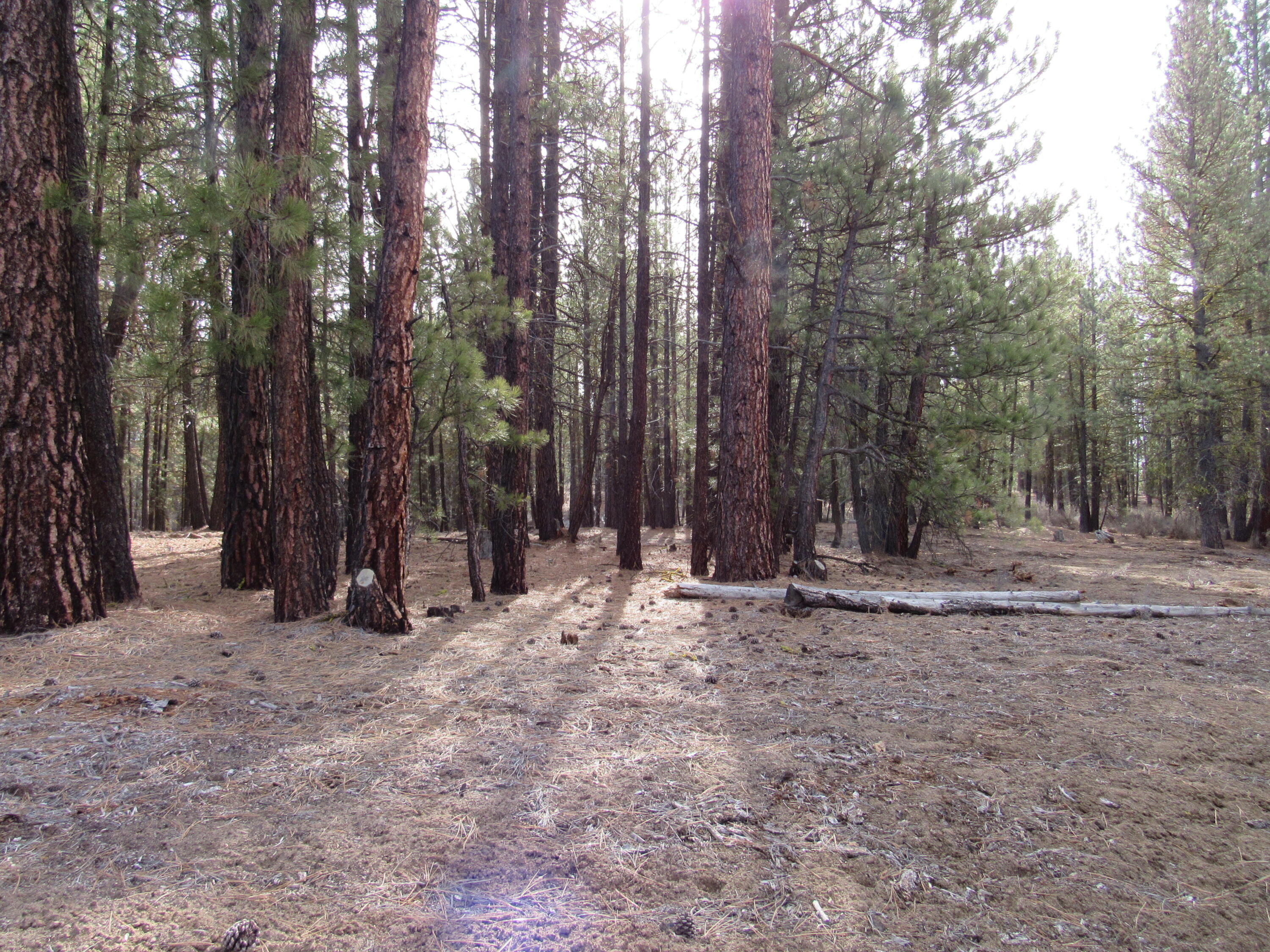 Sprague River Pines - Land