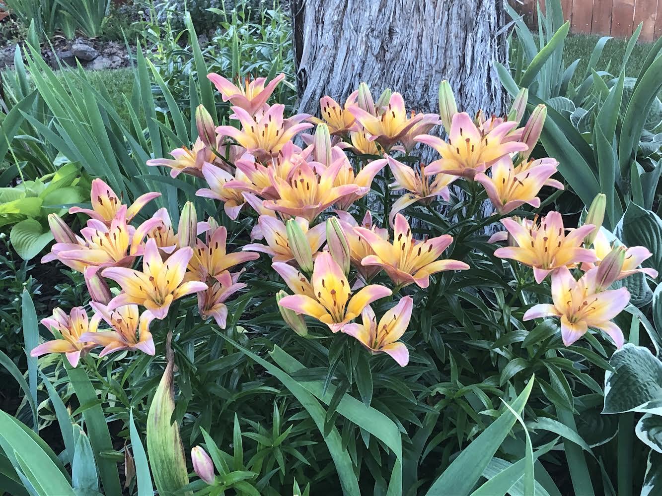 Starwood - Residential