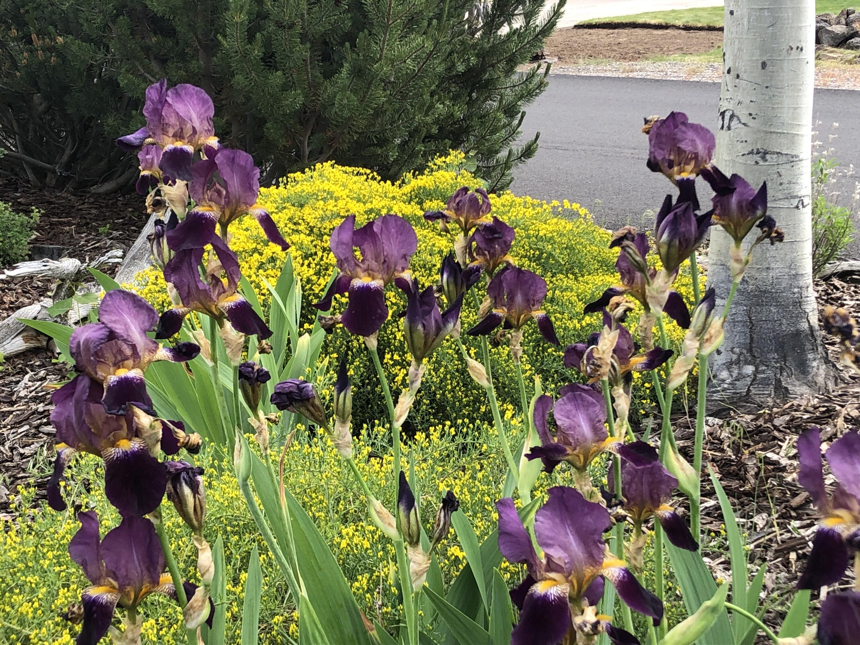 Starwood - Residential