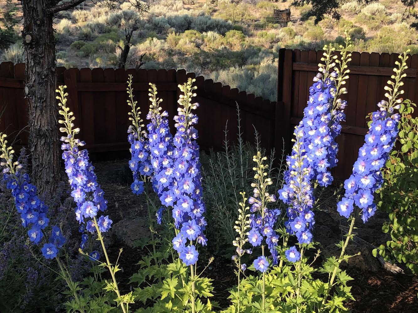 Starwood - Residential