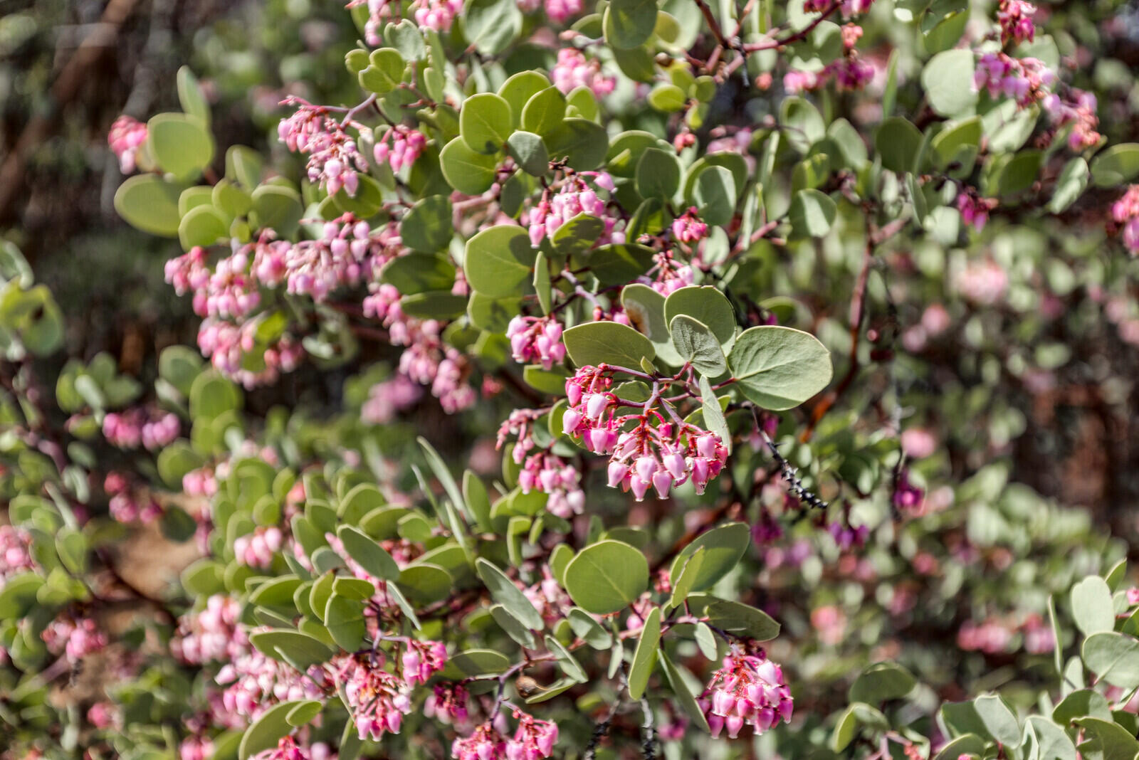 Highwood Mountain Reserve - Residential