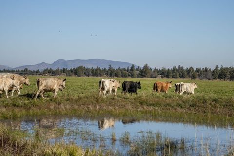 Tiny photo for 61140 Obernolte Road, Bend, OR 97701 (MLS # 220209932)