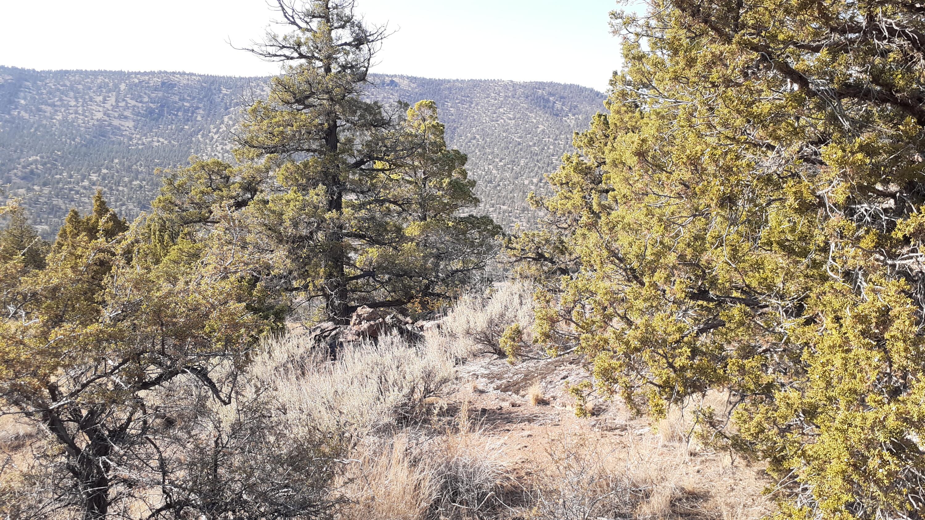 Juniper Hills - Land