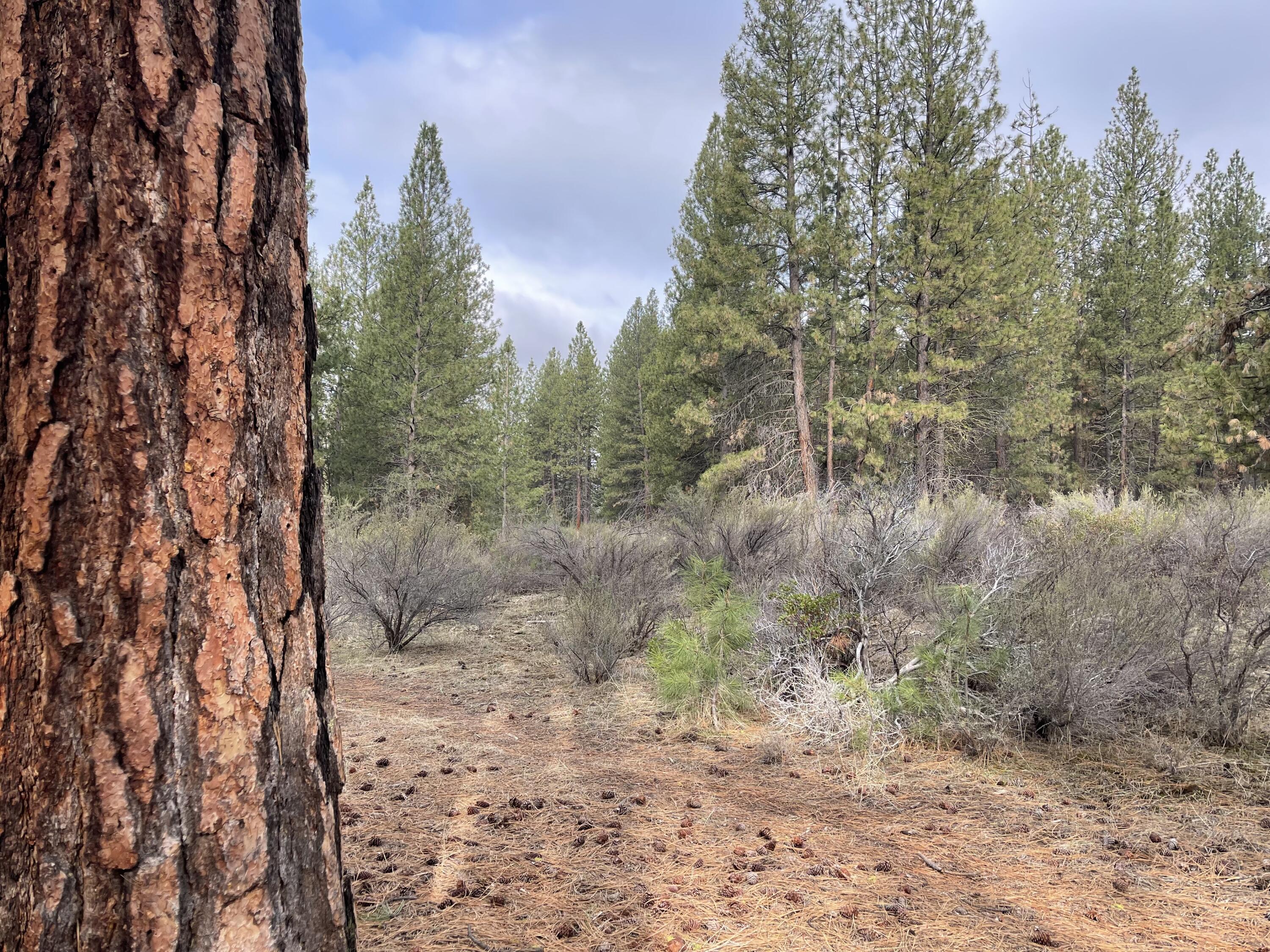 Williamson River Pines - Land