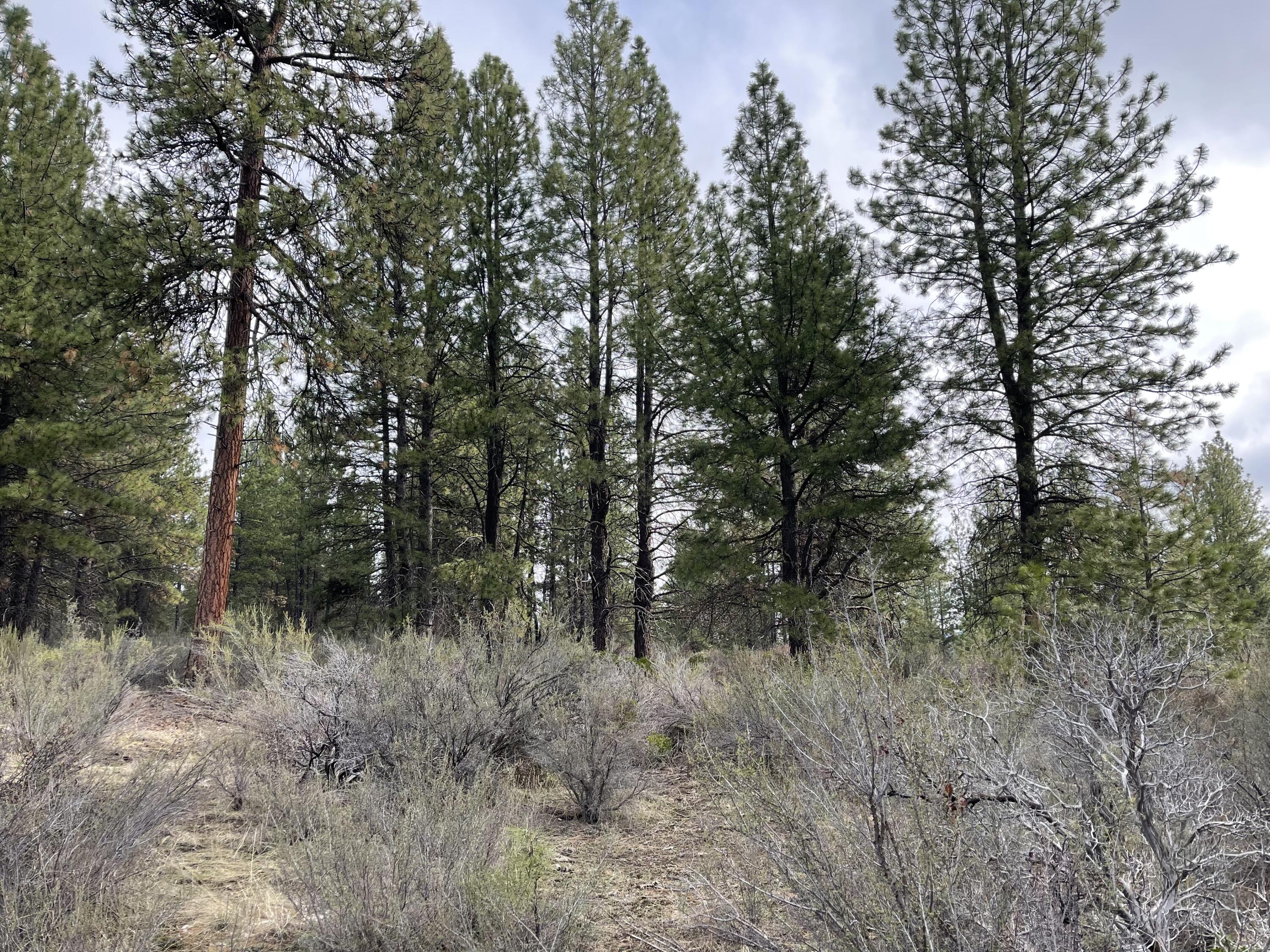 Williamson River Pines - Land