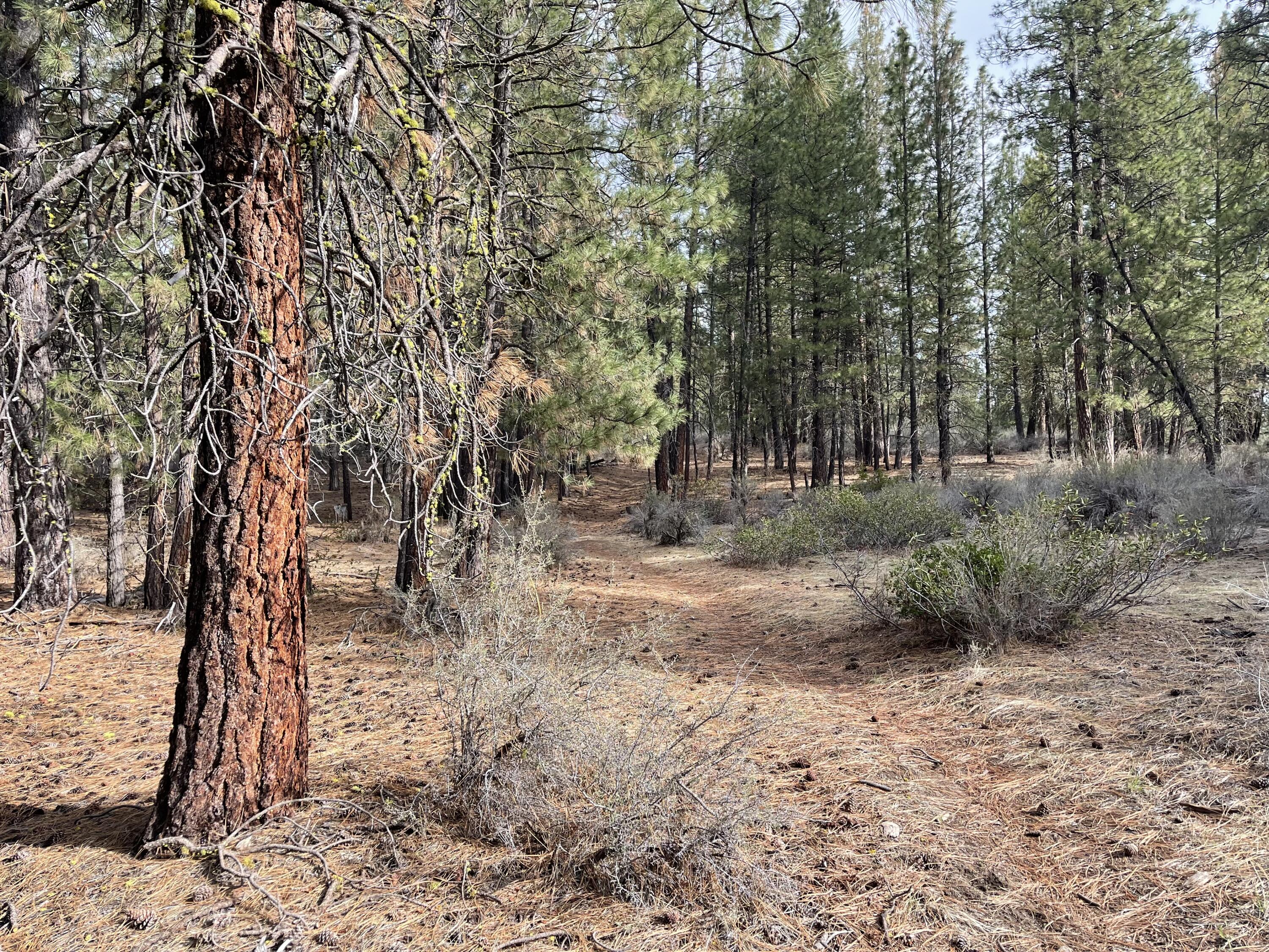 Williamson River Pines - Land