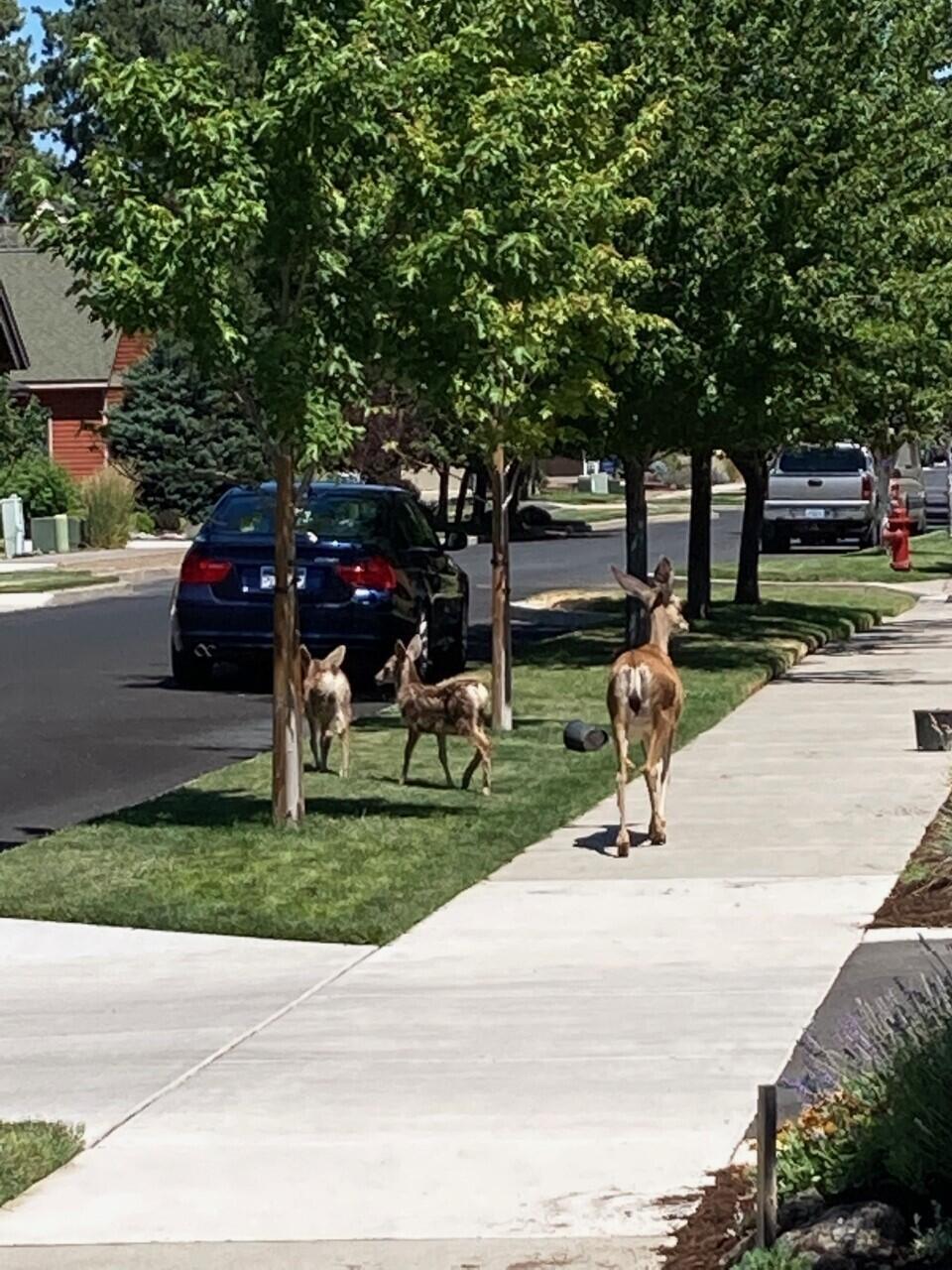 Pine Meadow Vill - Residential