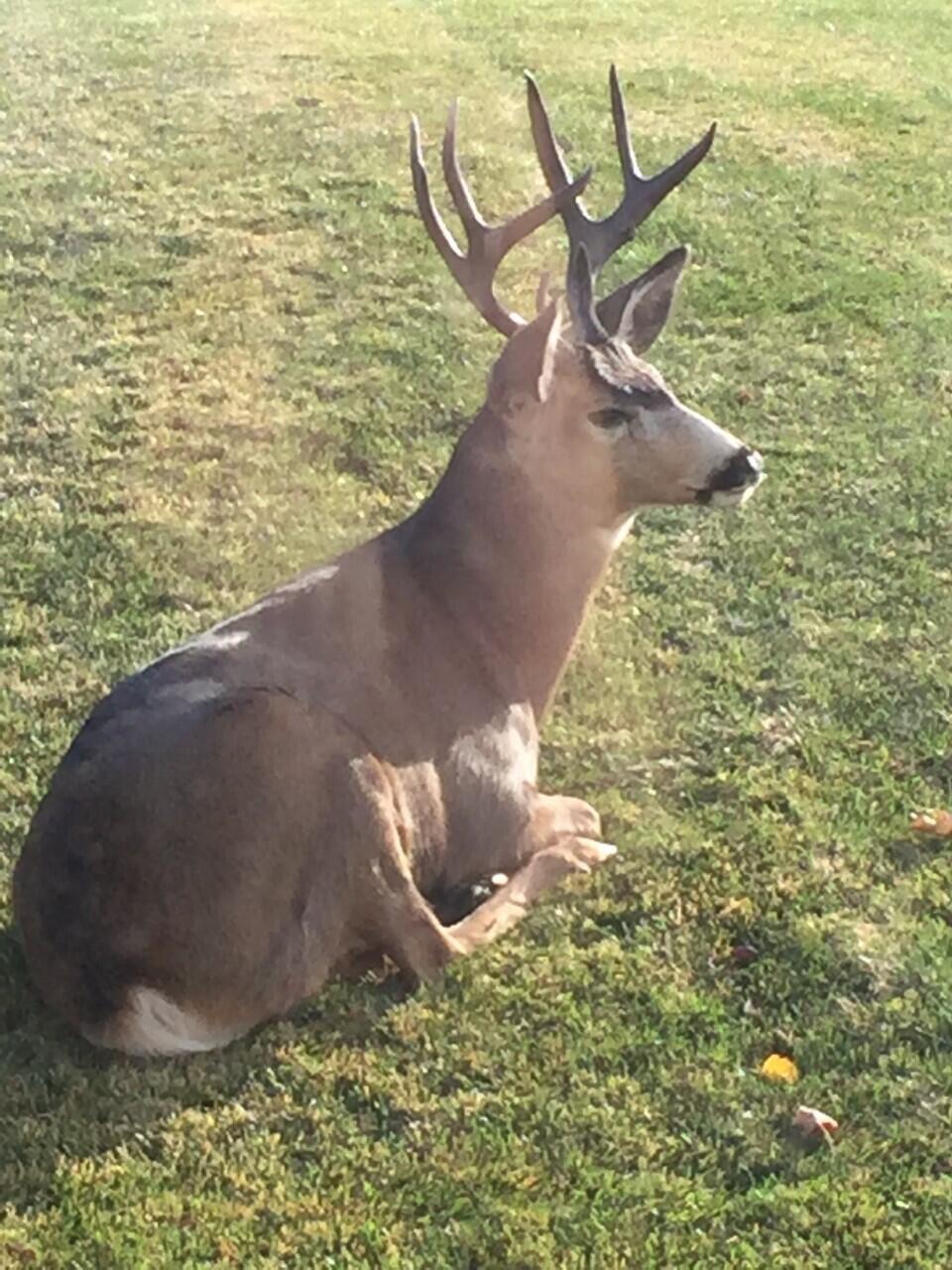 Pine Meadow Vill - Residential