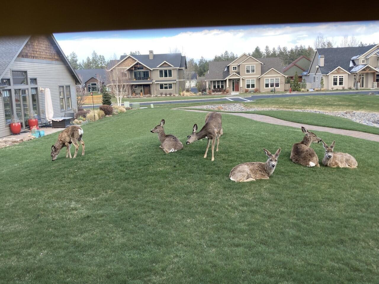 Pine Meadow Vill - Residential