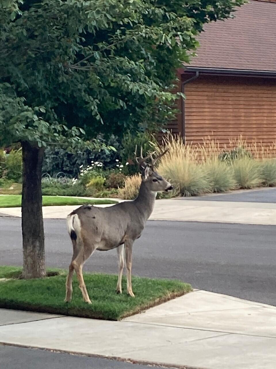 Pine Meadow Vill - Residential