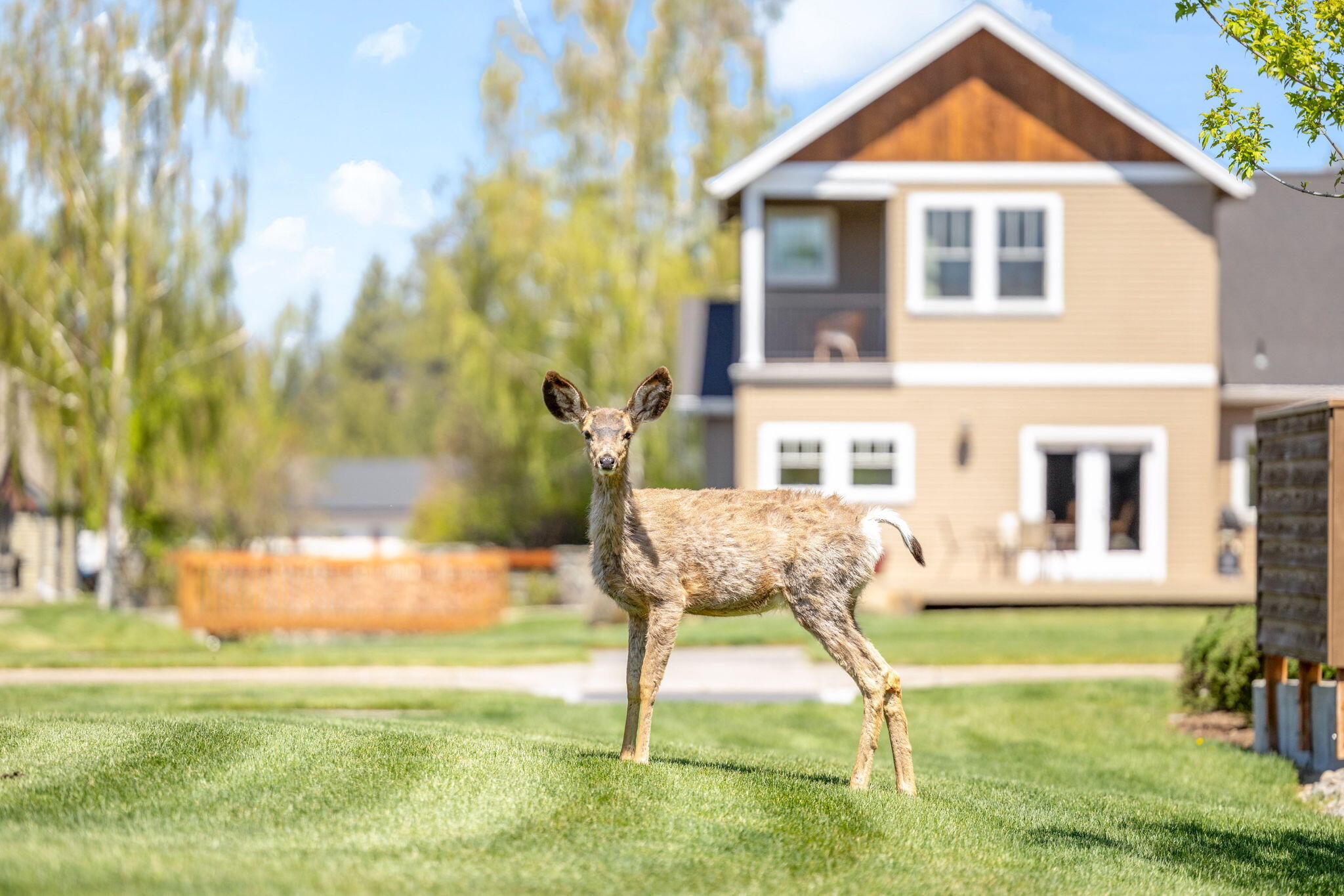 Pine Meadow Vill - Residential