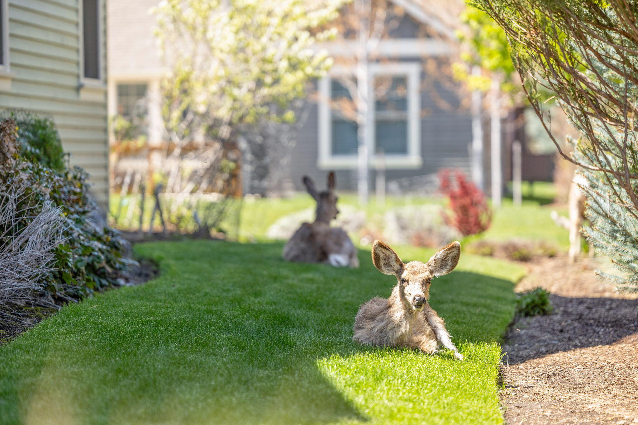 Pine Meadow Vill - Residential