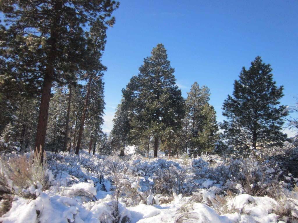 Oregon Shores -Unit 2 - Land