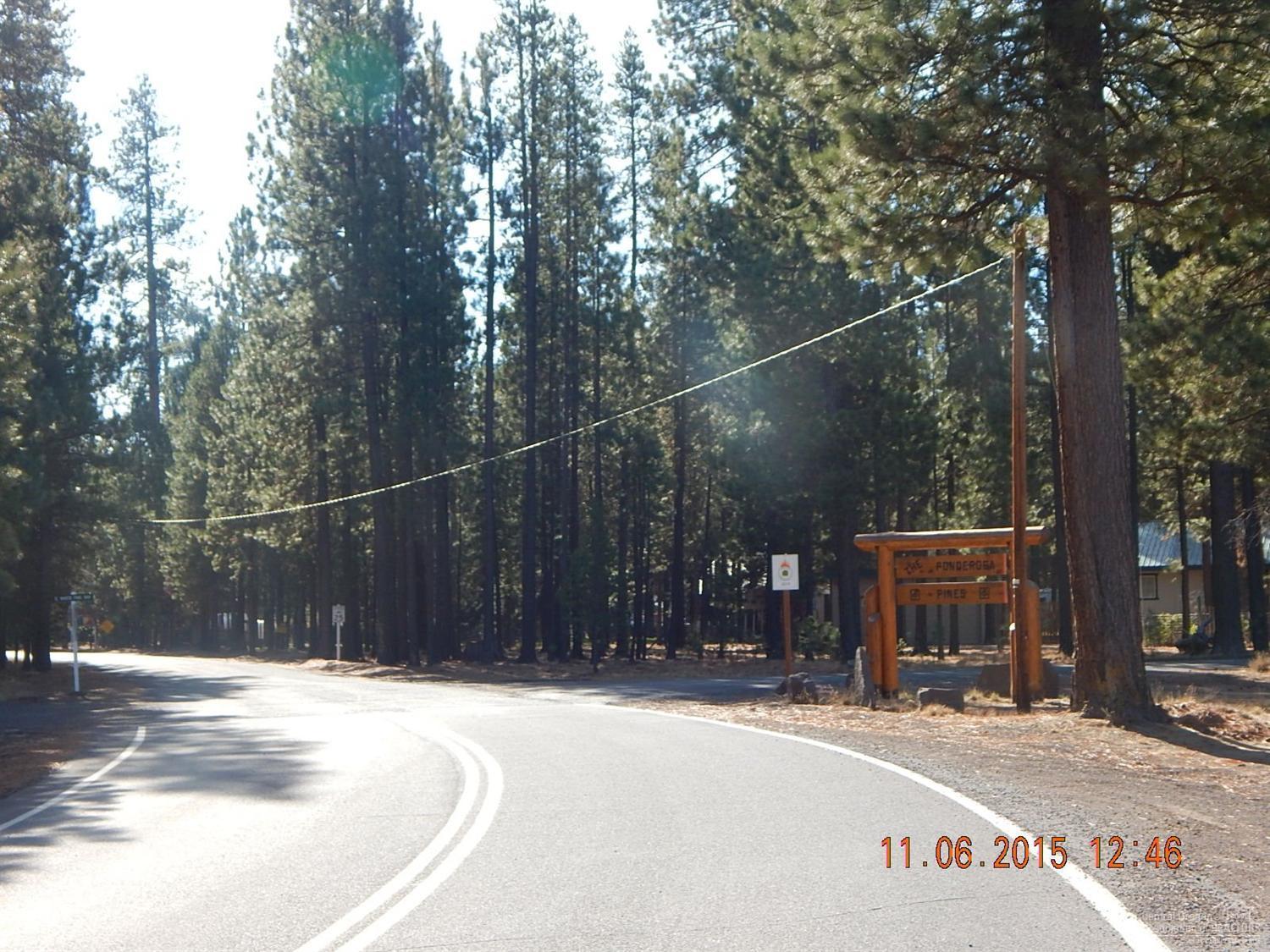 Ponderosa Pines - Land