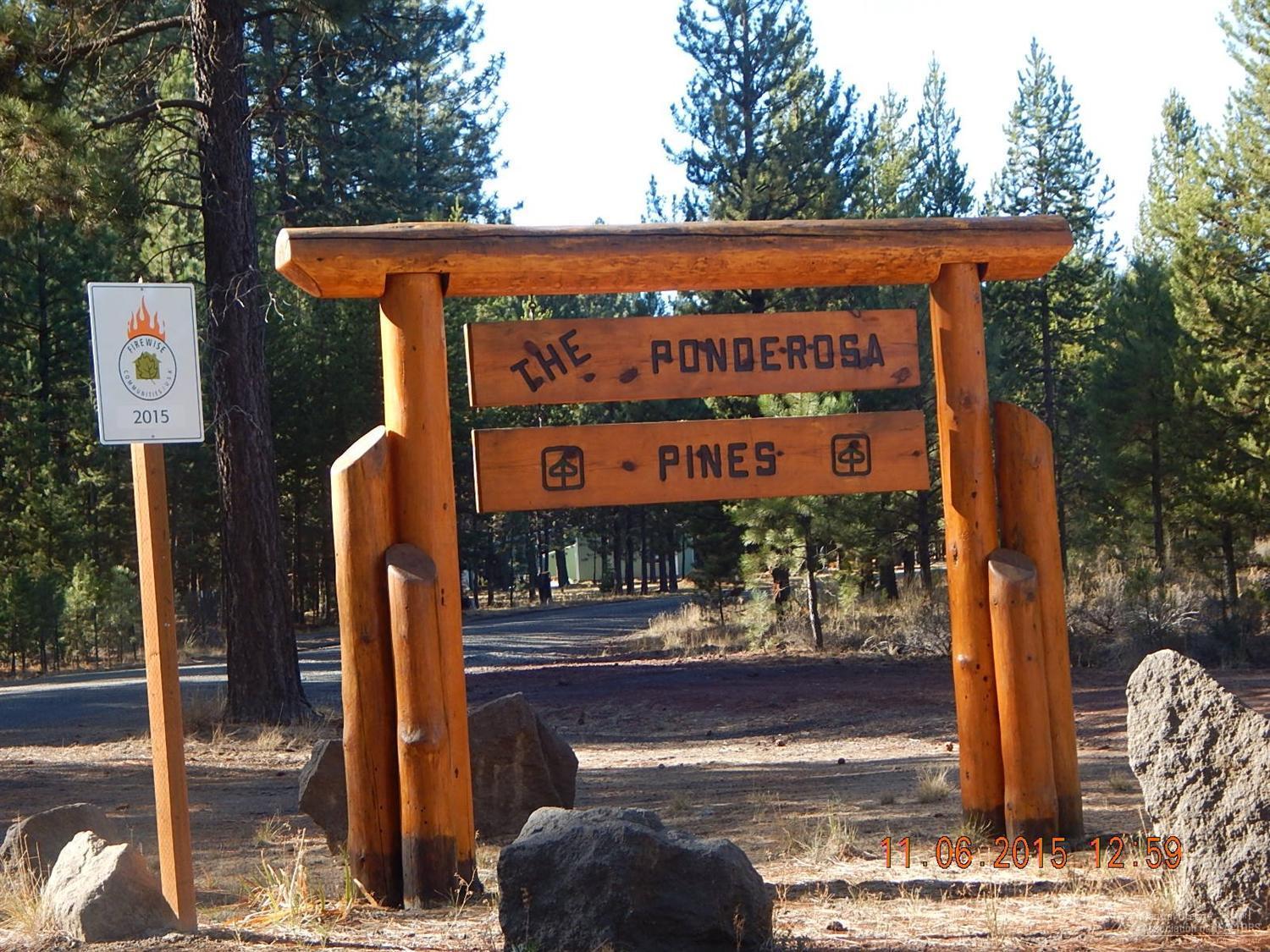 Ponderosa Pines - Land
