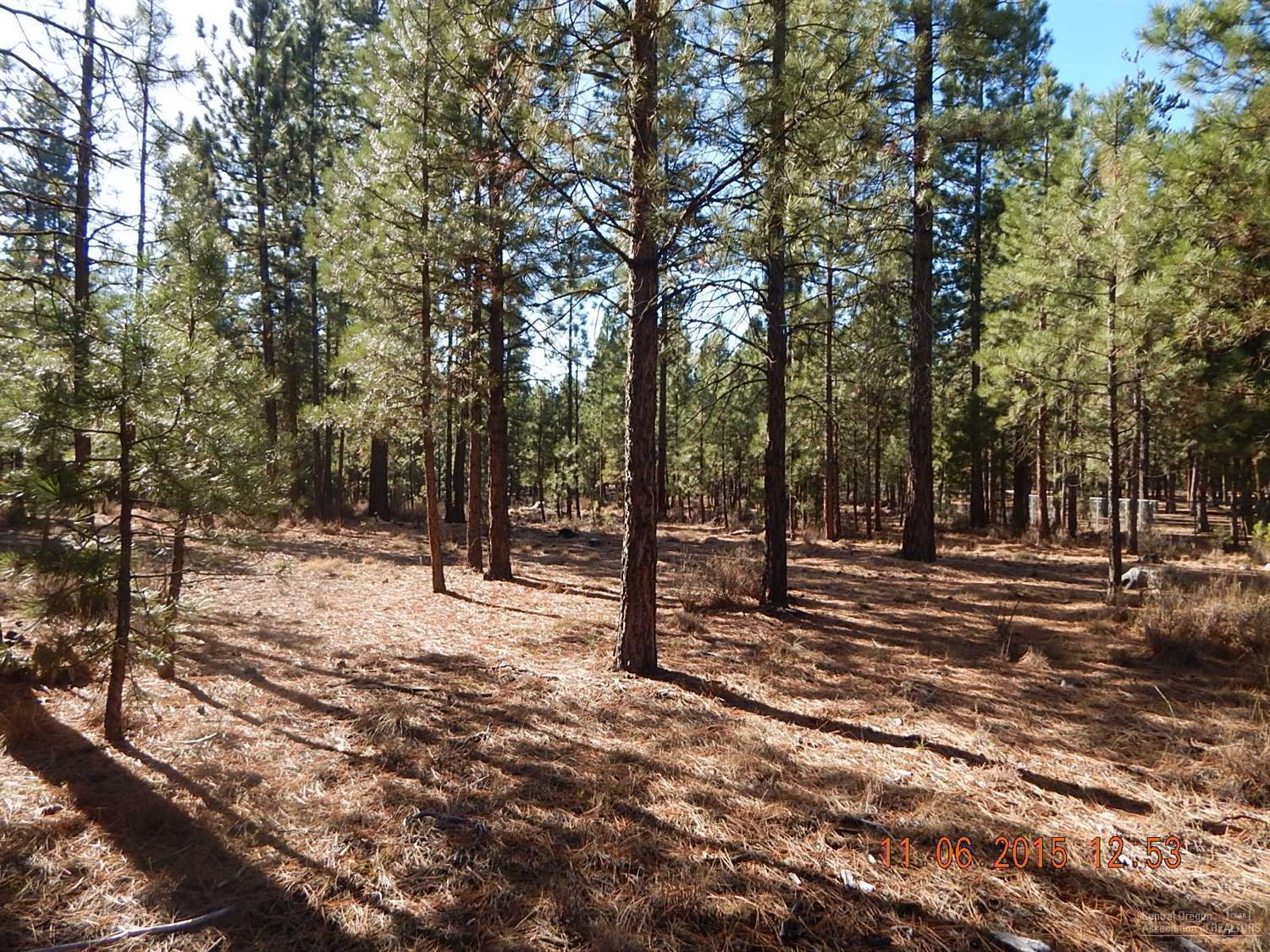 Ponderosa Pines - Land