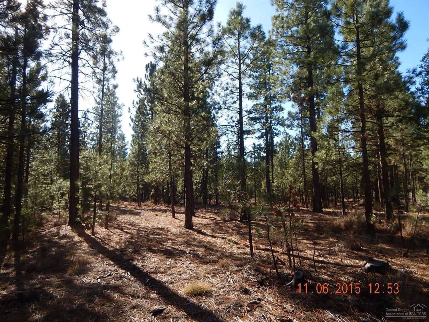 Ponderosa Pines - Land